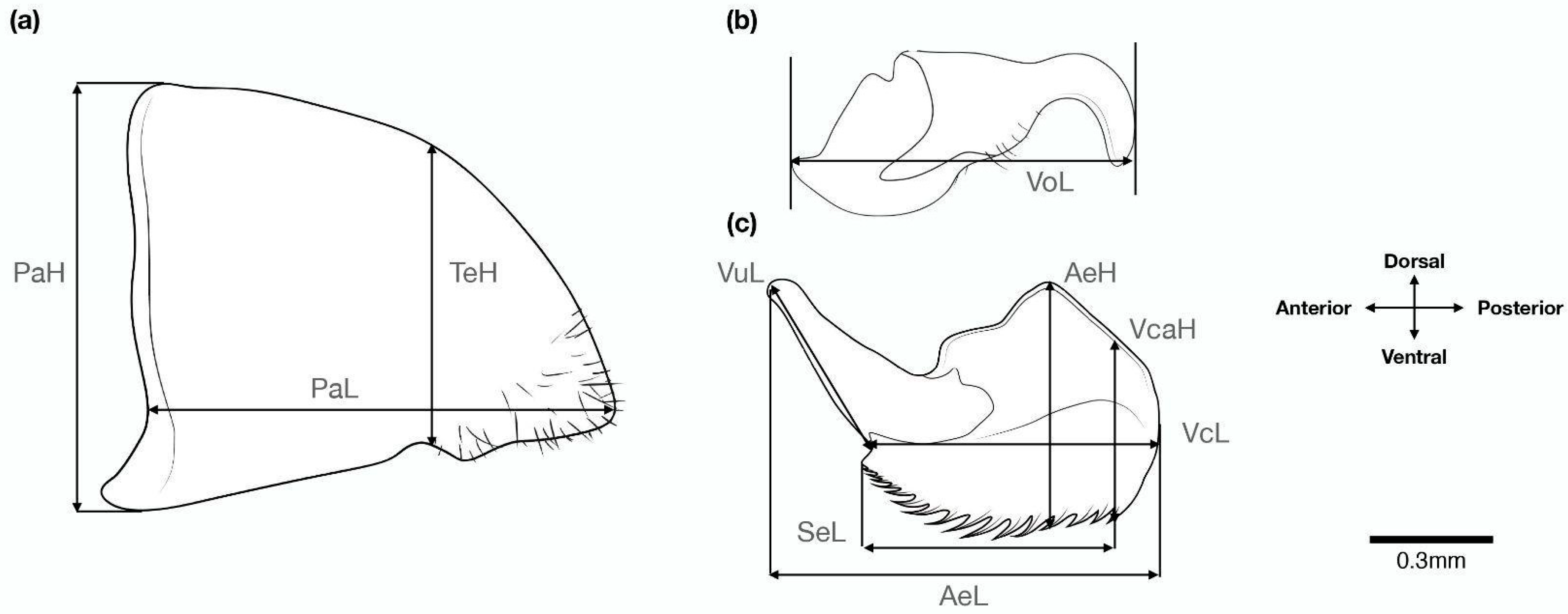 Insects 15 00605 g001