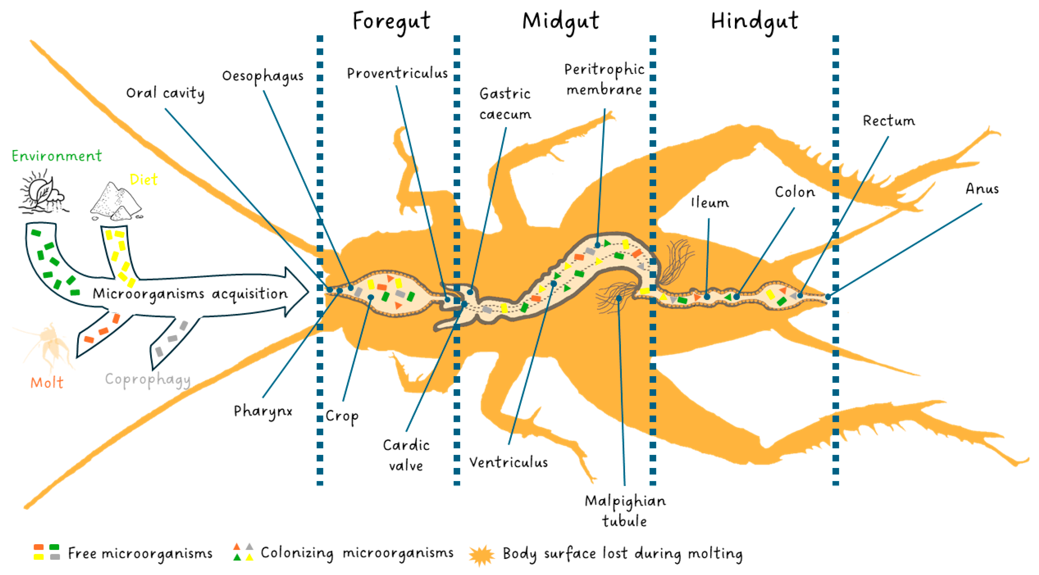 Insects 15 00611 g001