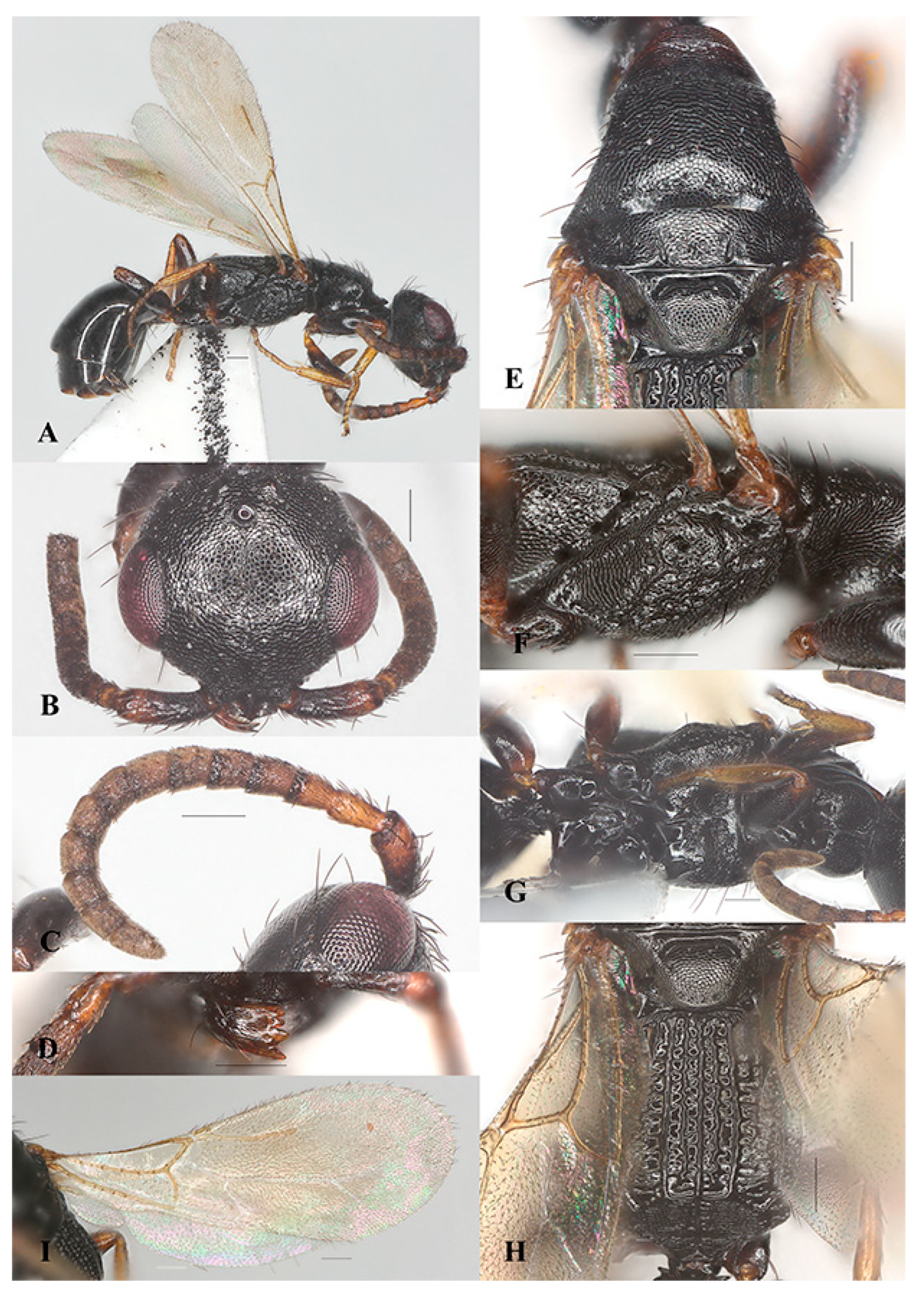 Insects 15 00627 g002