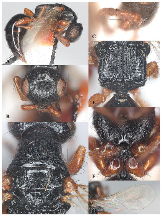 Insects 15 00627 g003