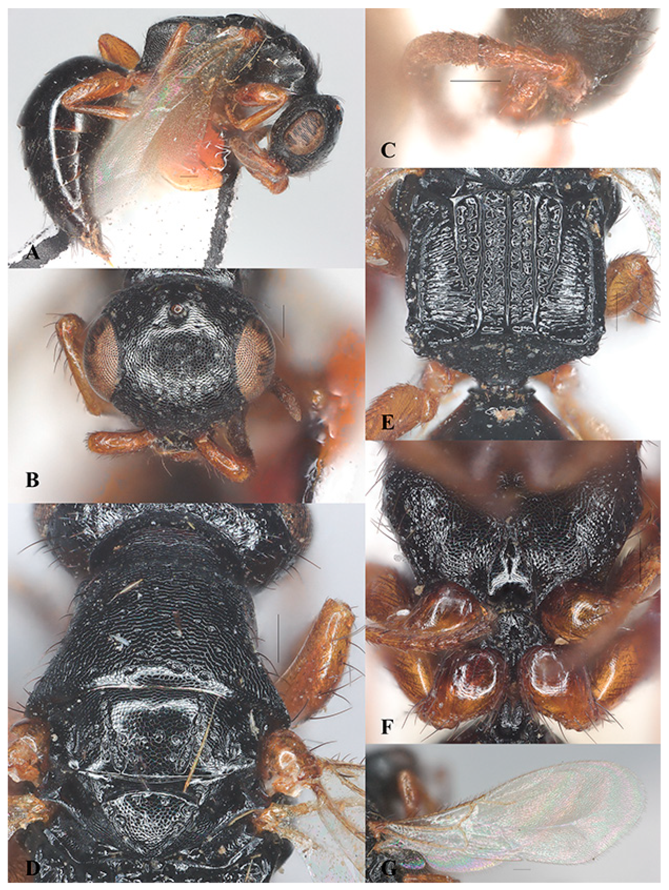 Insects 15 00627 g003