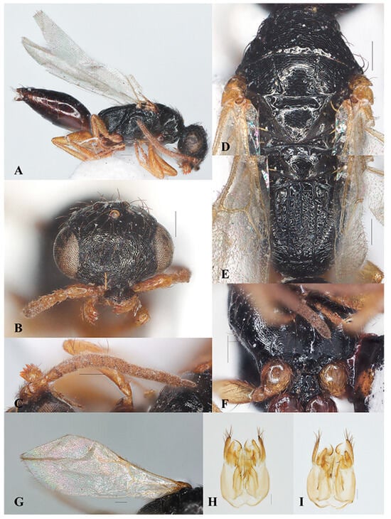 Insects 15 00627 g004