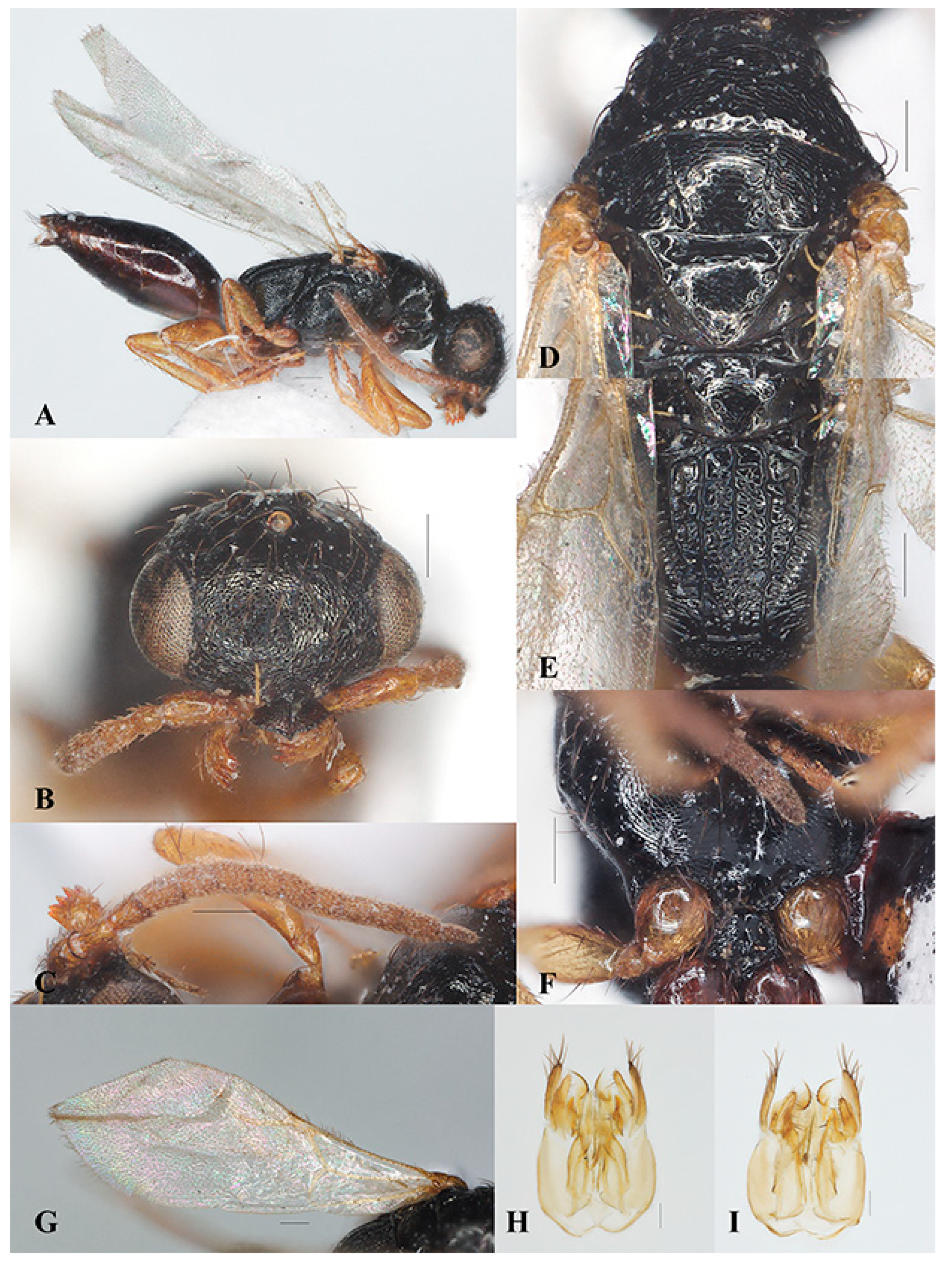 Insects 15 00627 g004