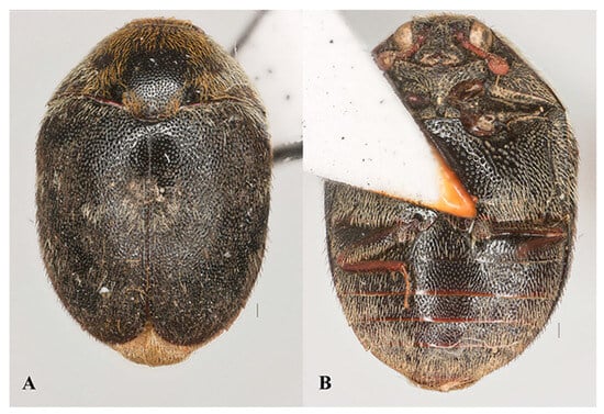 Insects 15 00627 g005