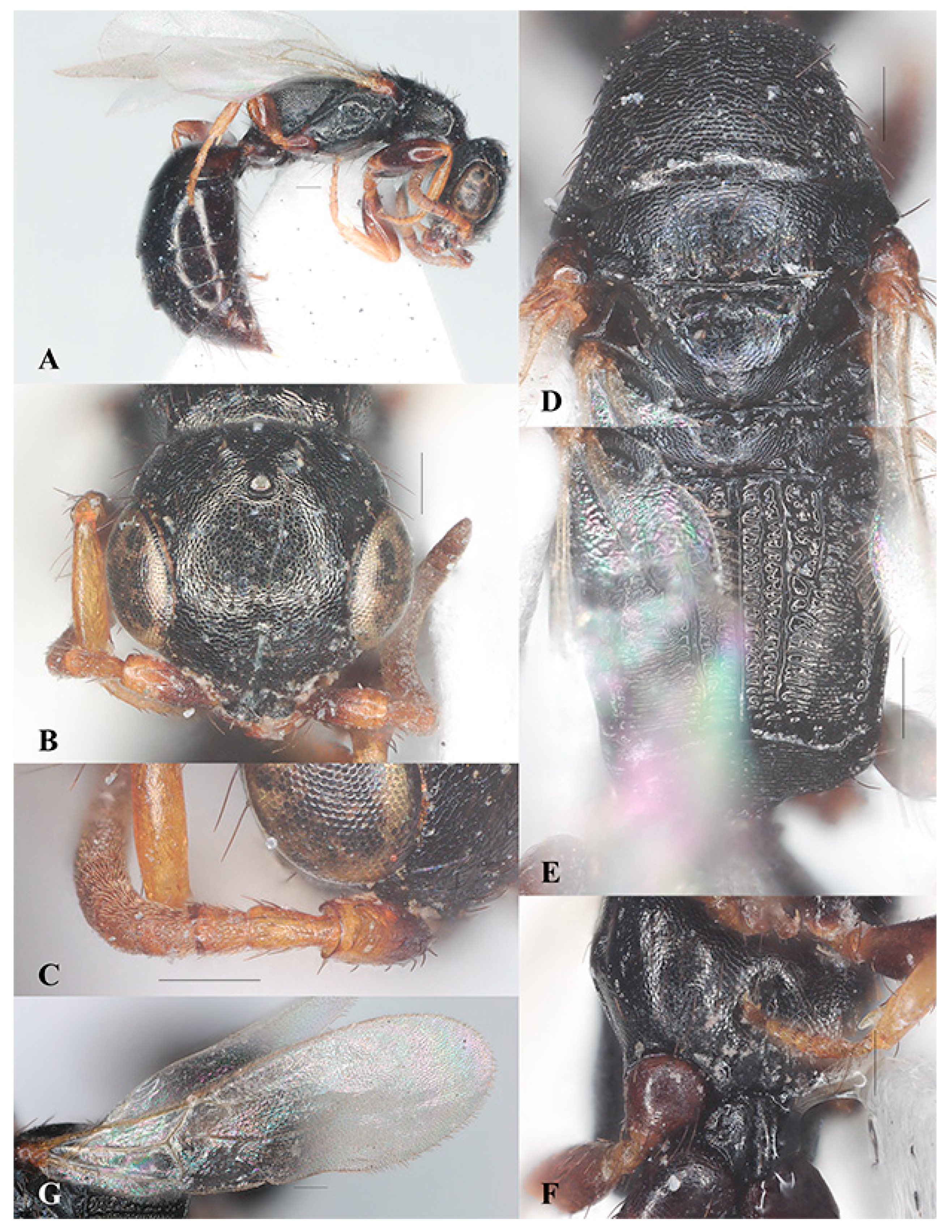 Insects 15 00627 g006