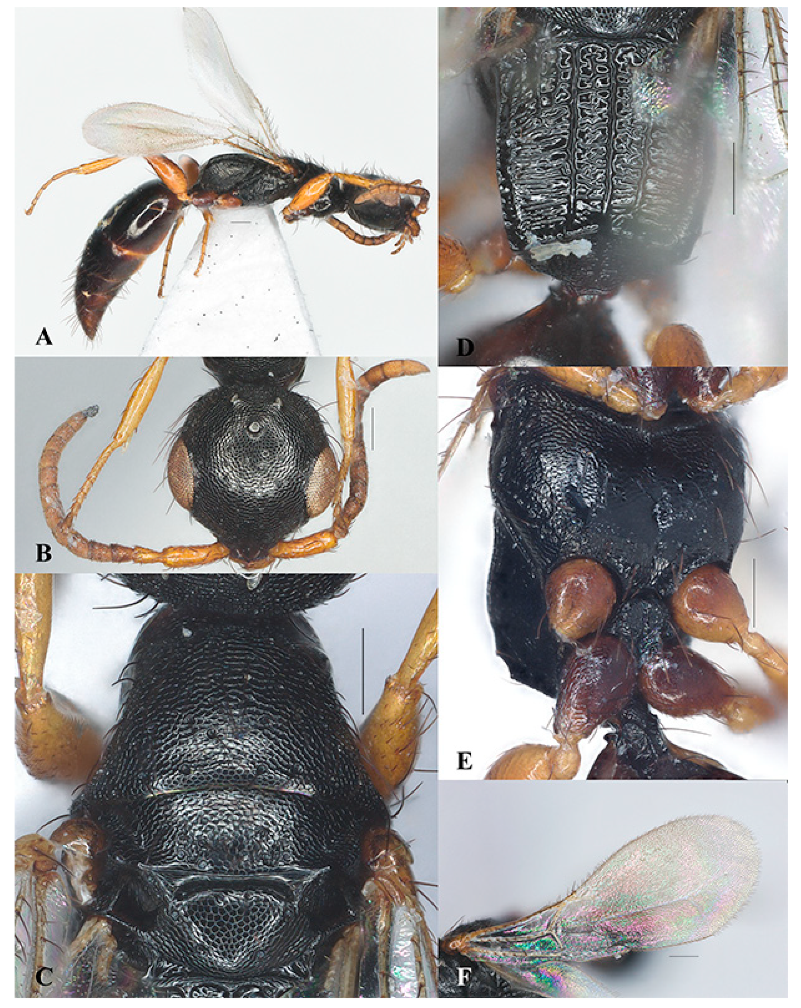 Insects 15 00627 g007