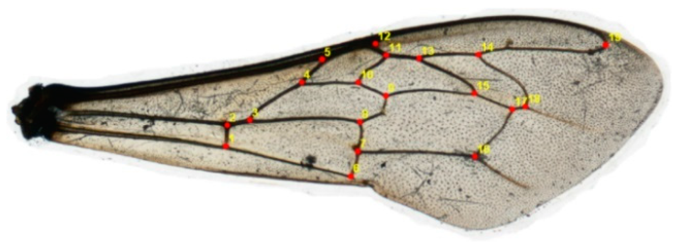 Use of Wing Geometric Morphometric Analysis and mtDNA to Identify ...