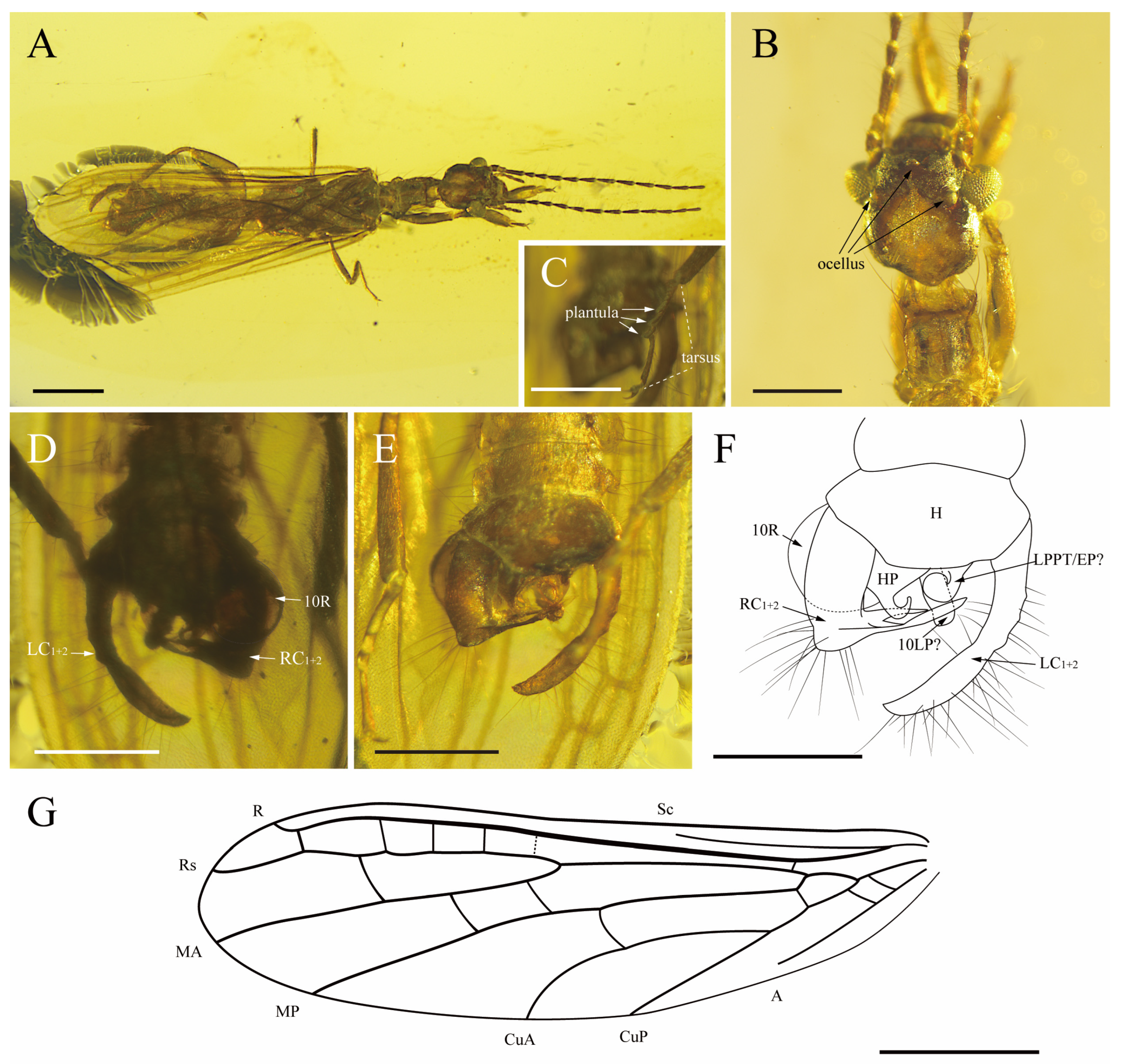 Insects 15 00636 g003