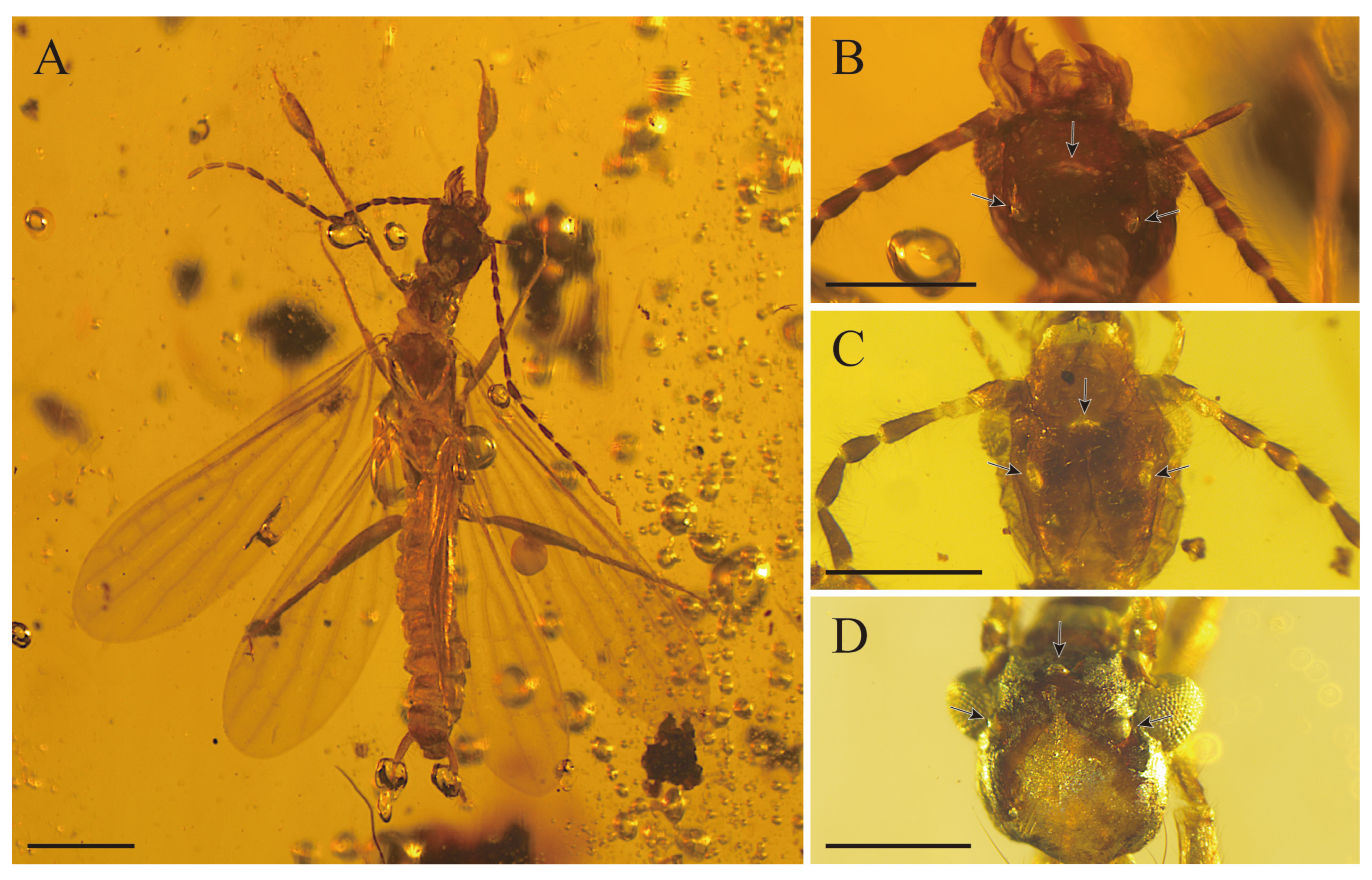 Insects 15 00636 g004