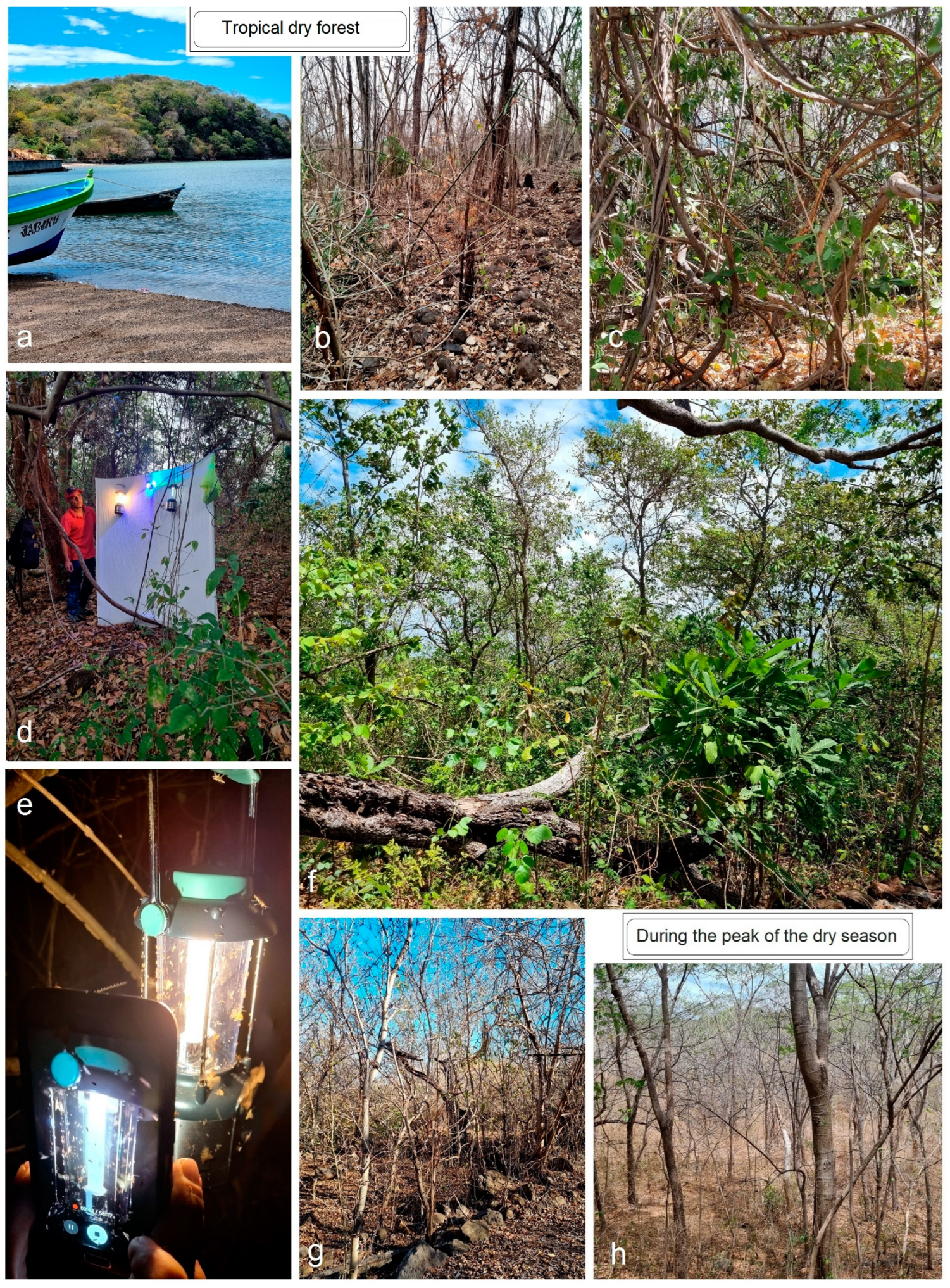 Insects 15 00641 g002