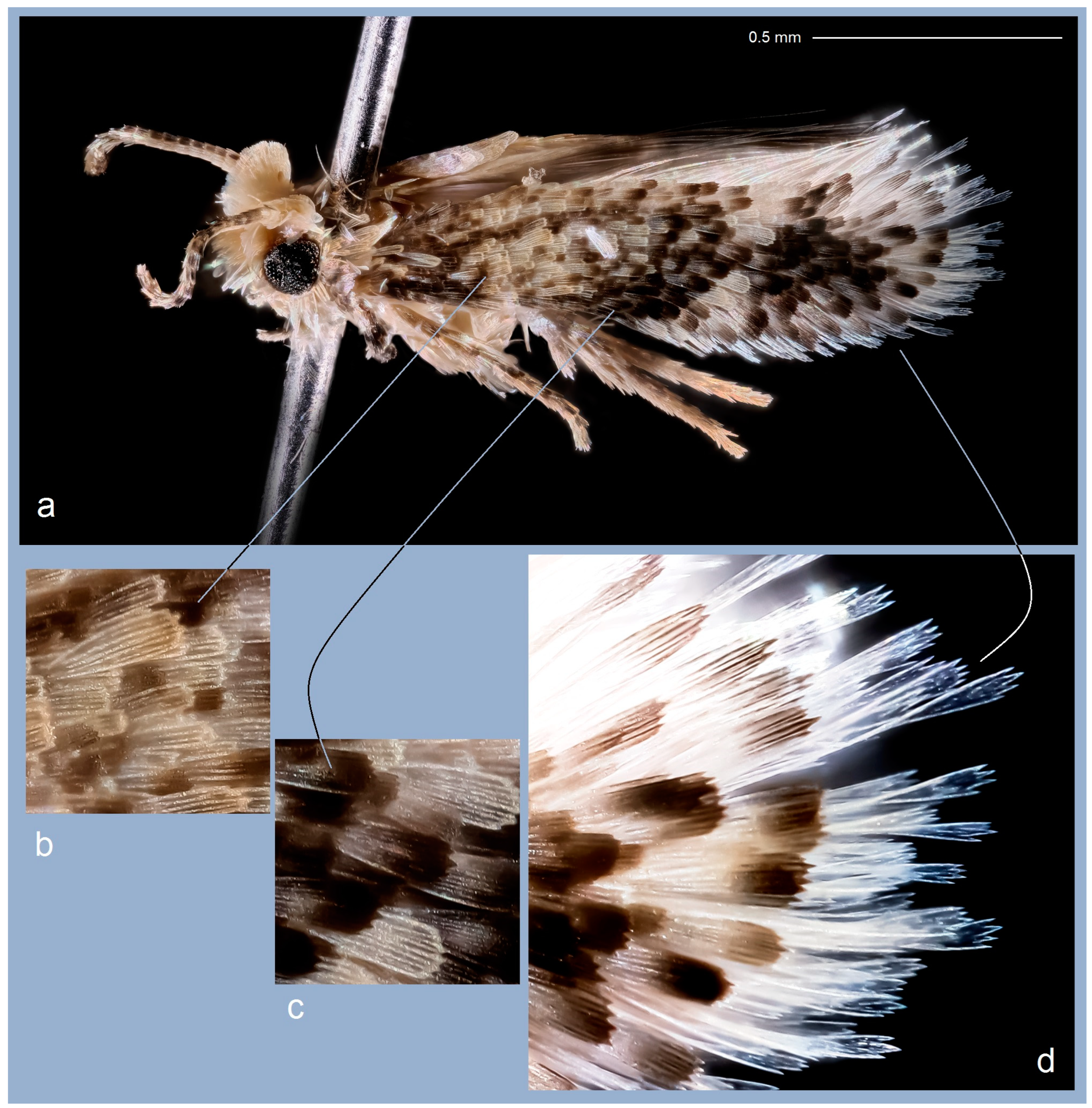 Insects 15 00641 g004