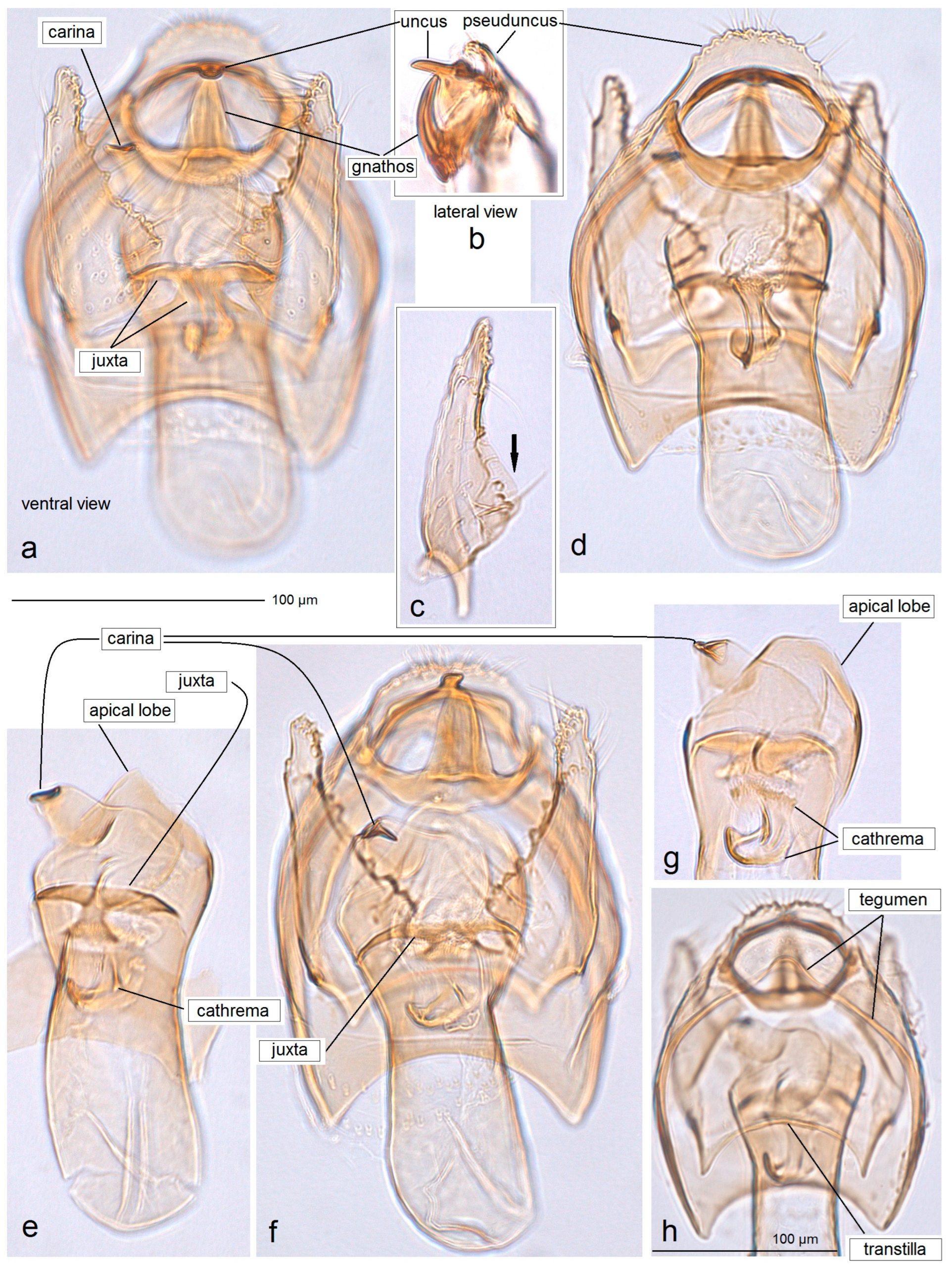 Insects 15 00641 g005