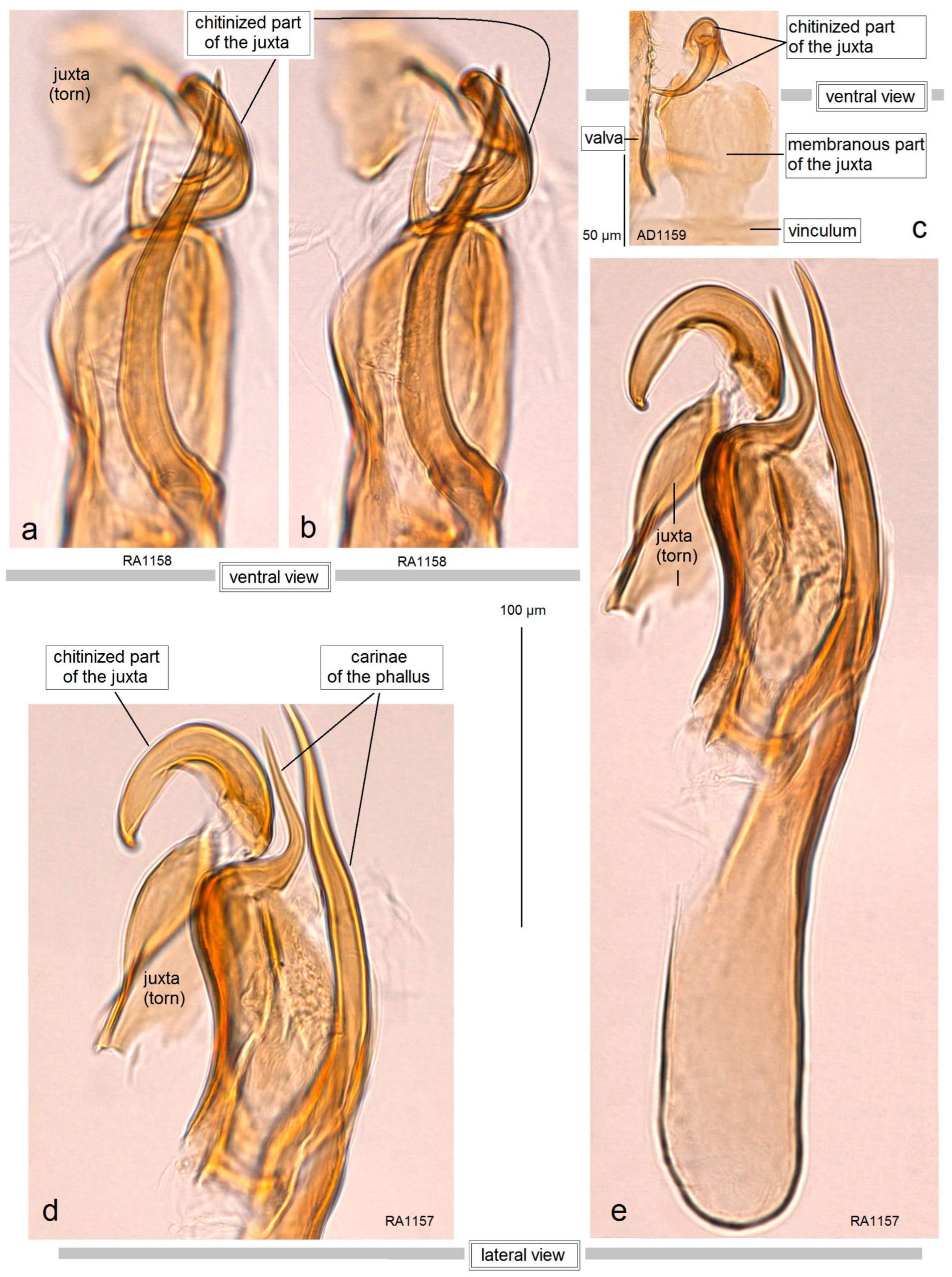 Insects 15 00641 g009