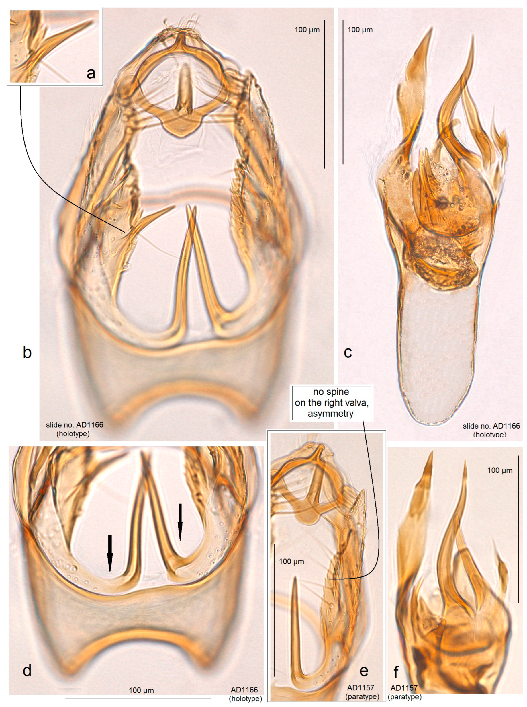 Insects 15 00641 g011