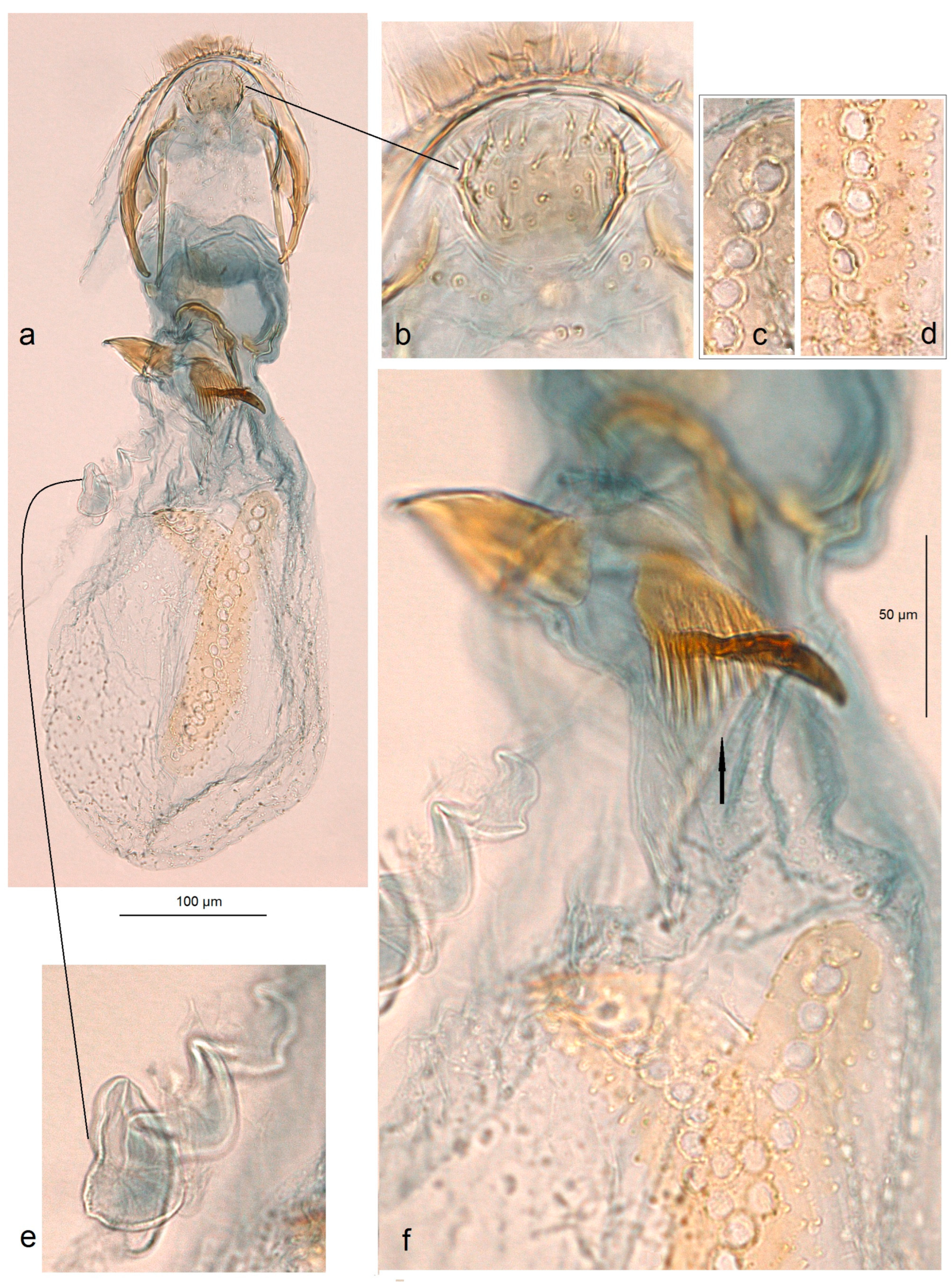 Insects 15 00641 g013