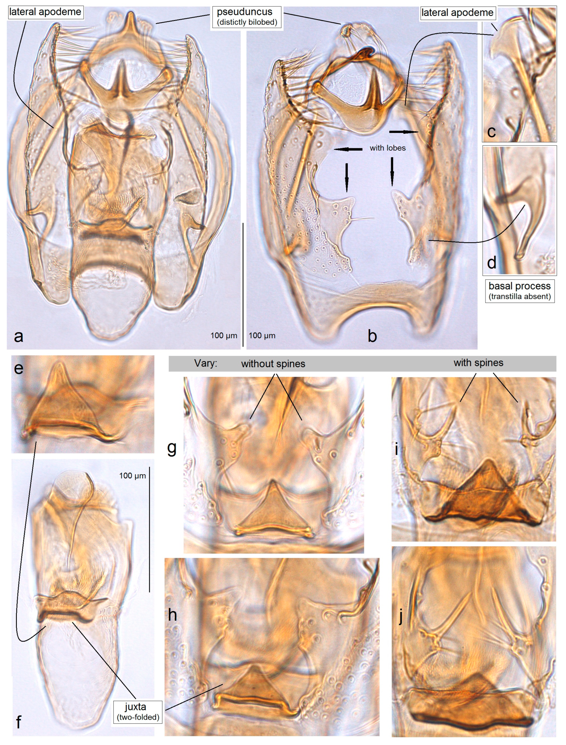 Insects 15 00641 g014