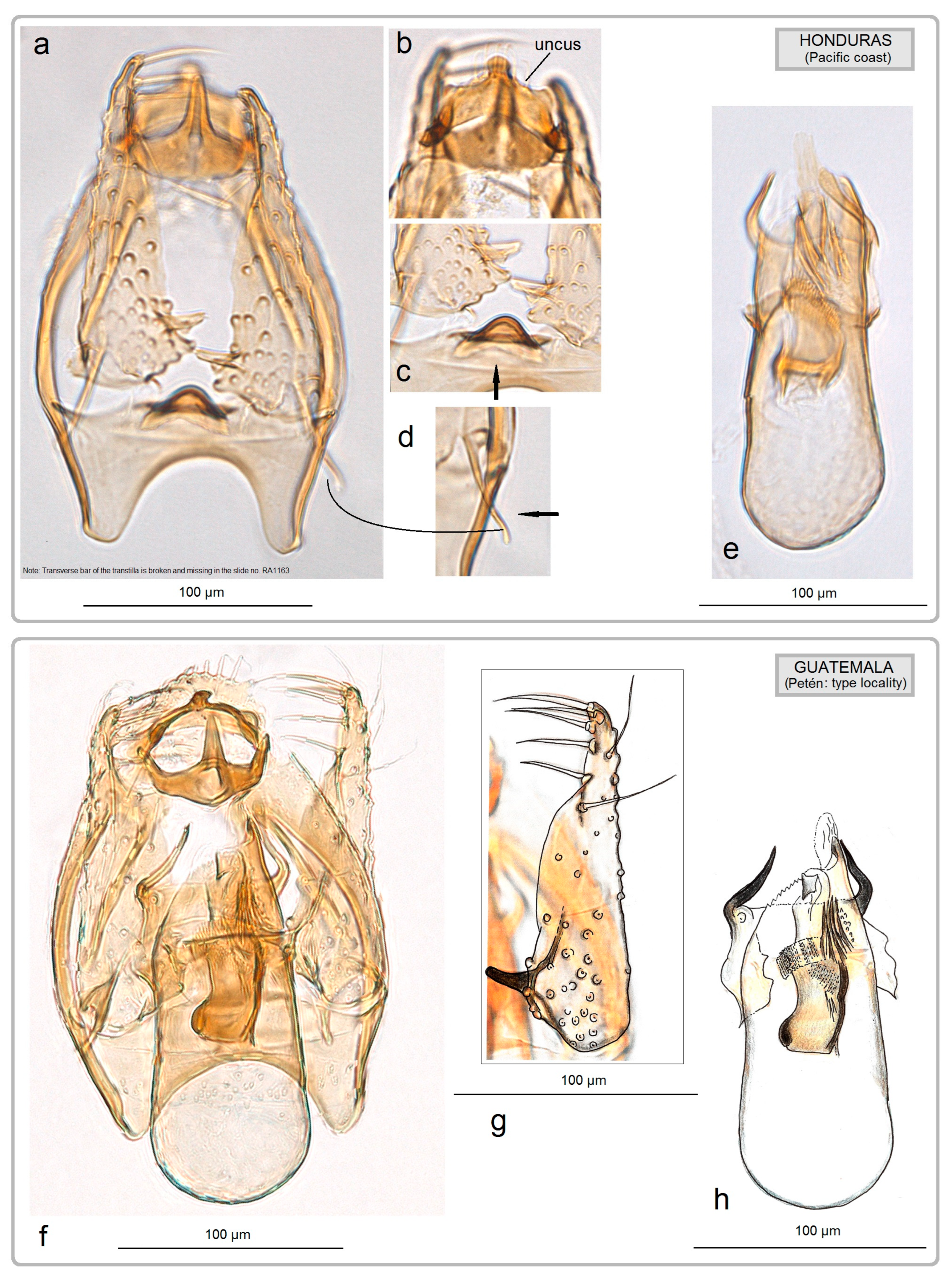 Insects 15 00641 g016