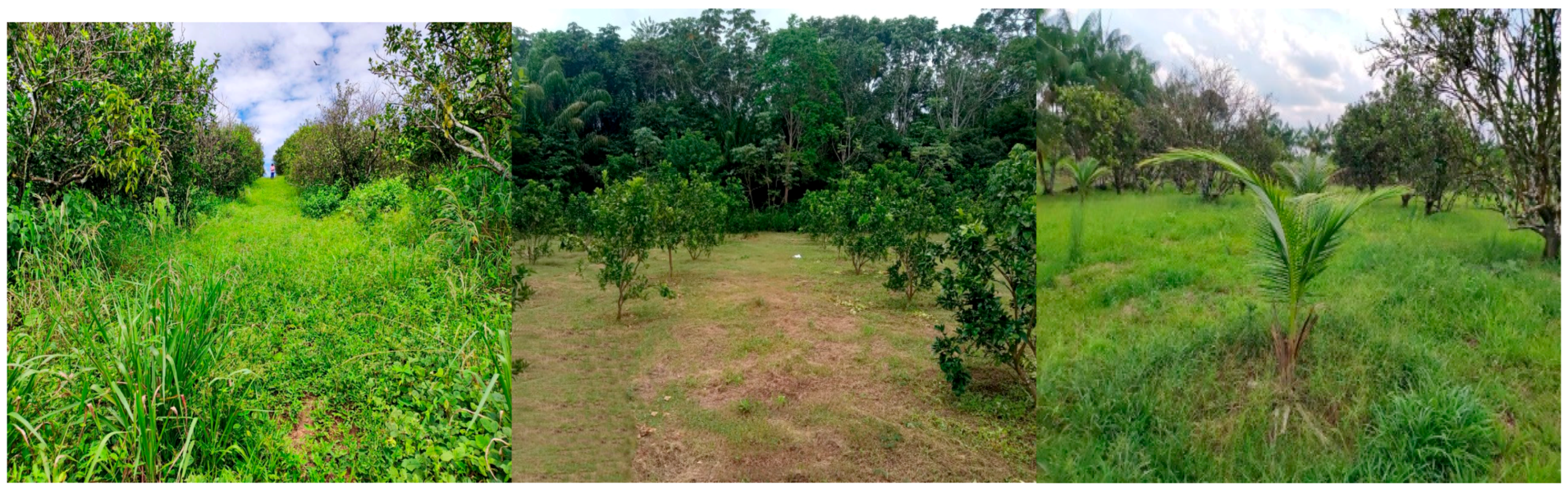 Insects 15 00649 g001