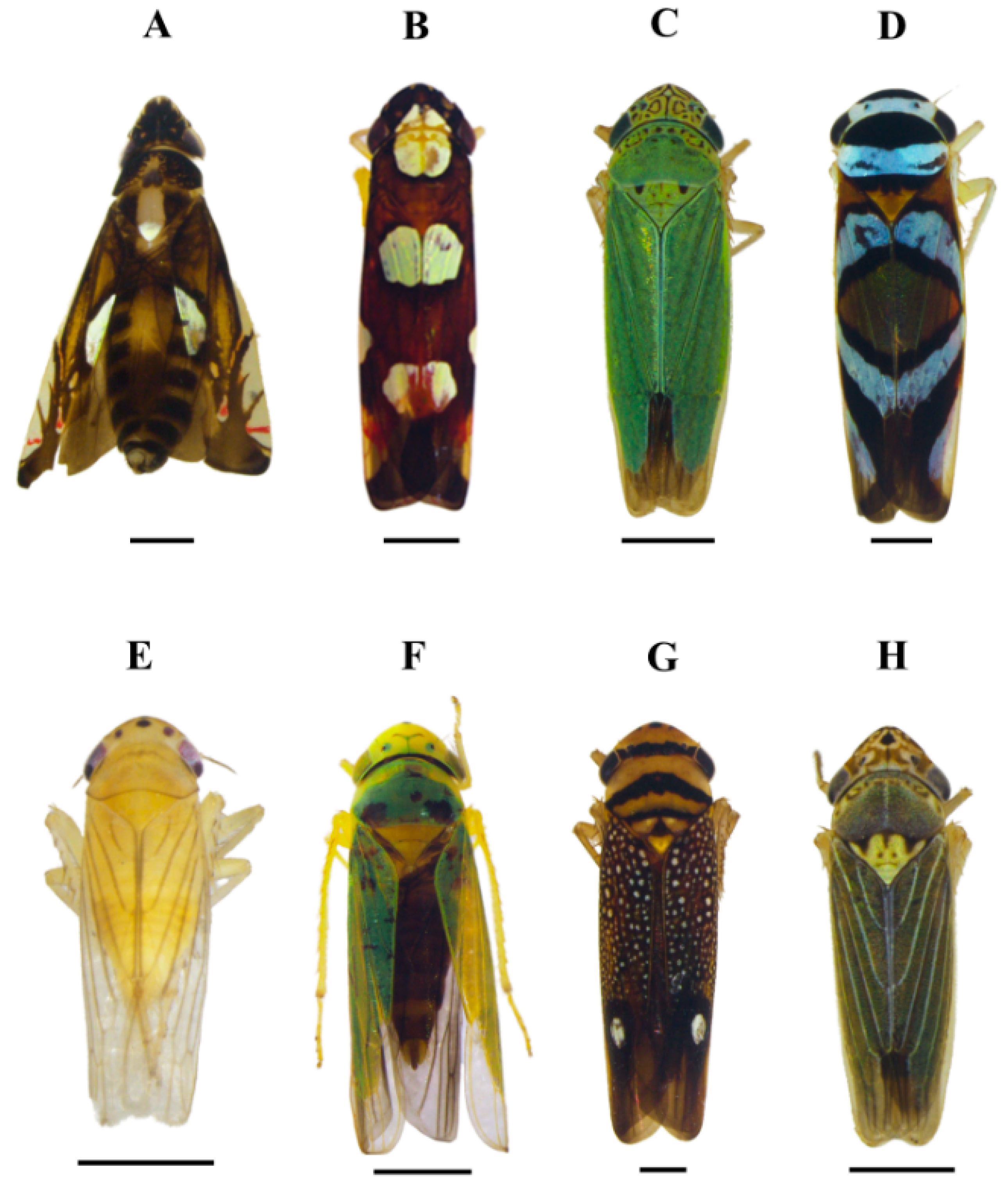 Insects 15 00649 g003