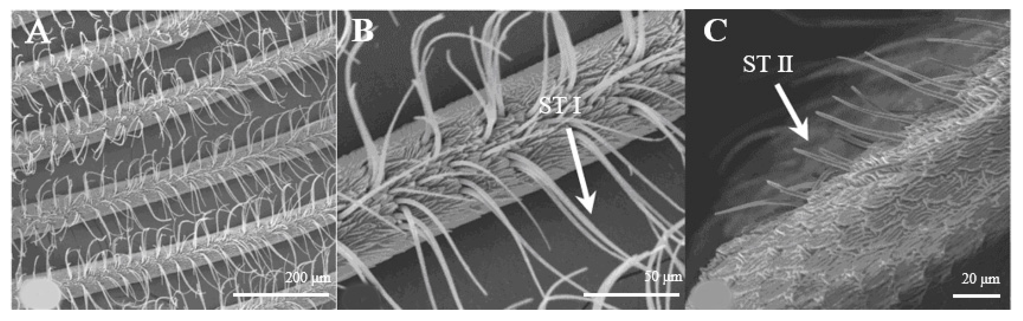 Insects 15 00655 g002