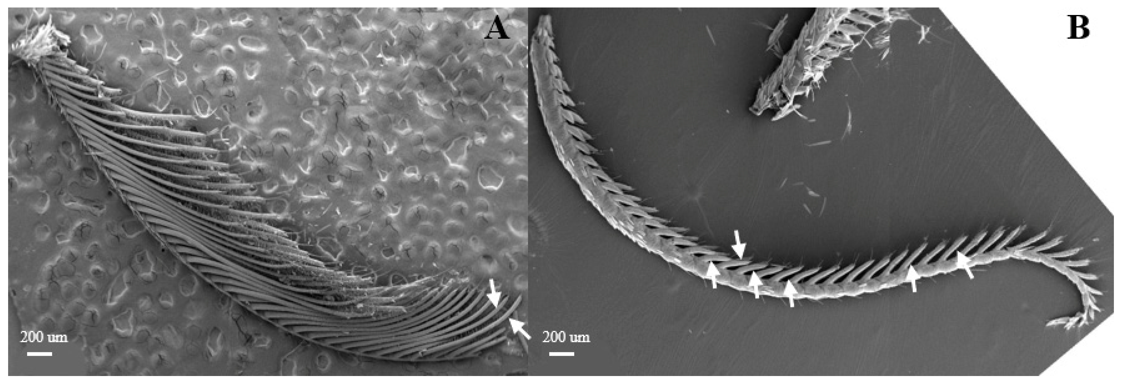 Insects 15 00655 g007