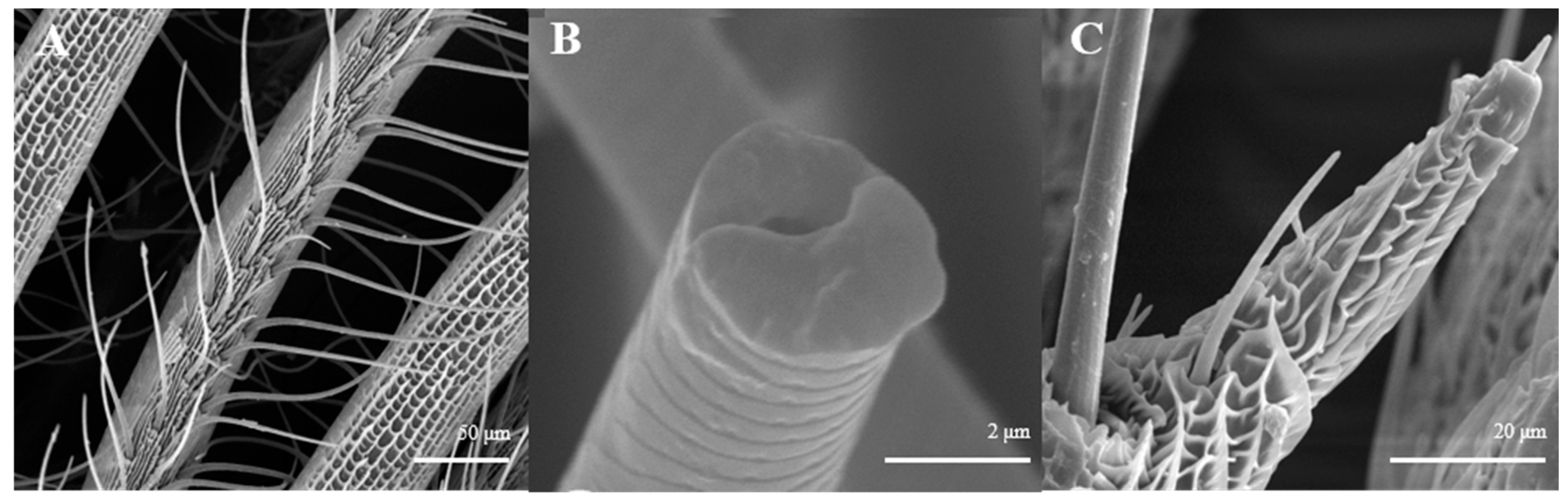 Insects 15 00655 g008