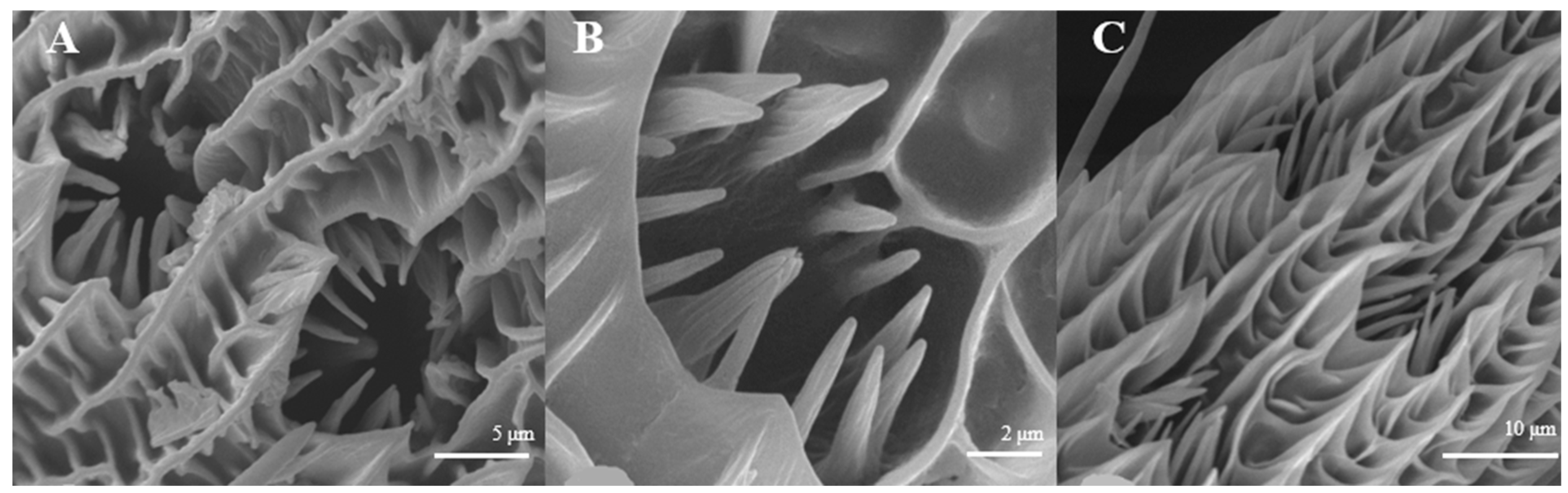 Insects 15 00655 g010