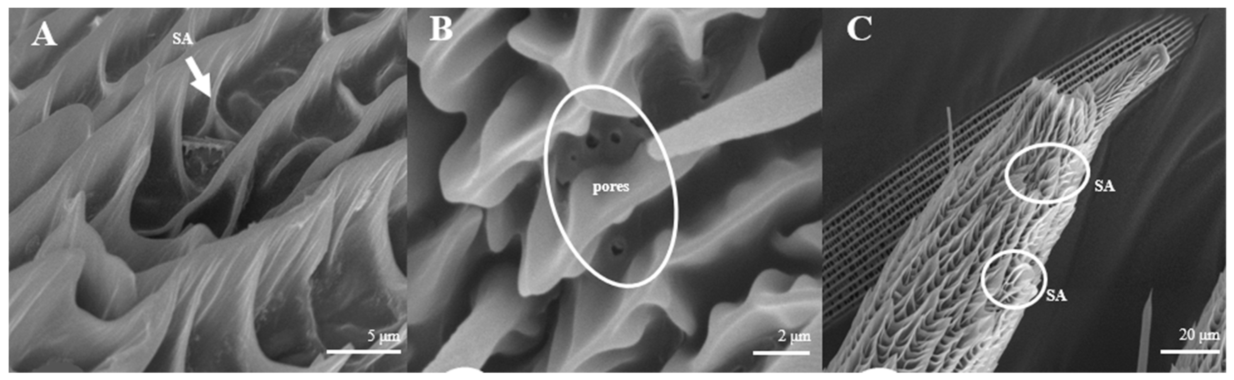 Insects 15 00655 g013