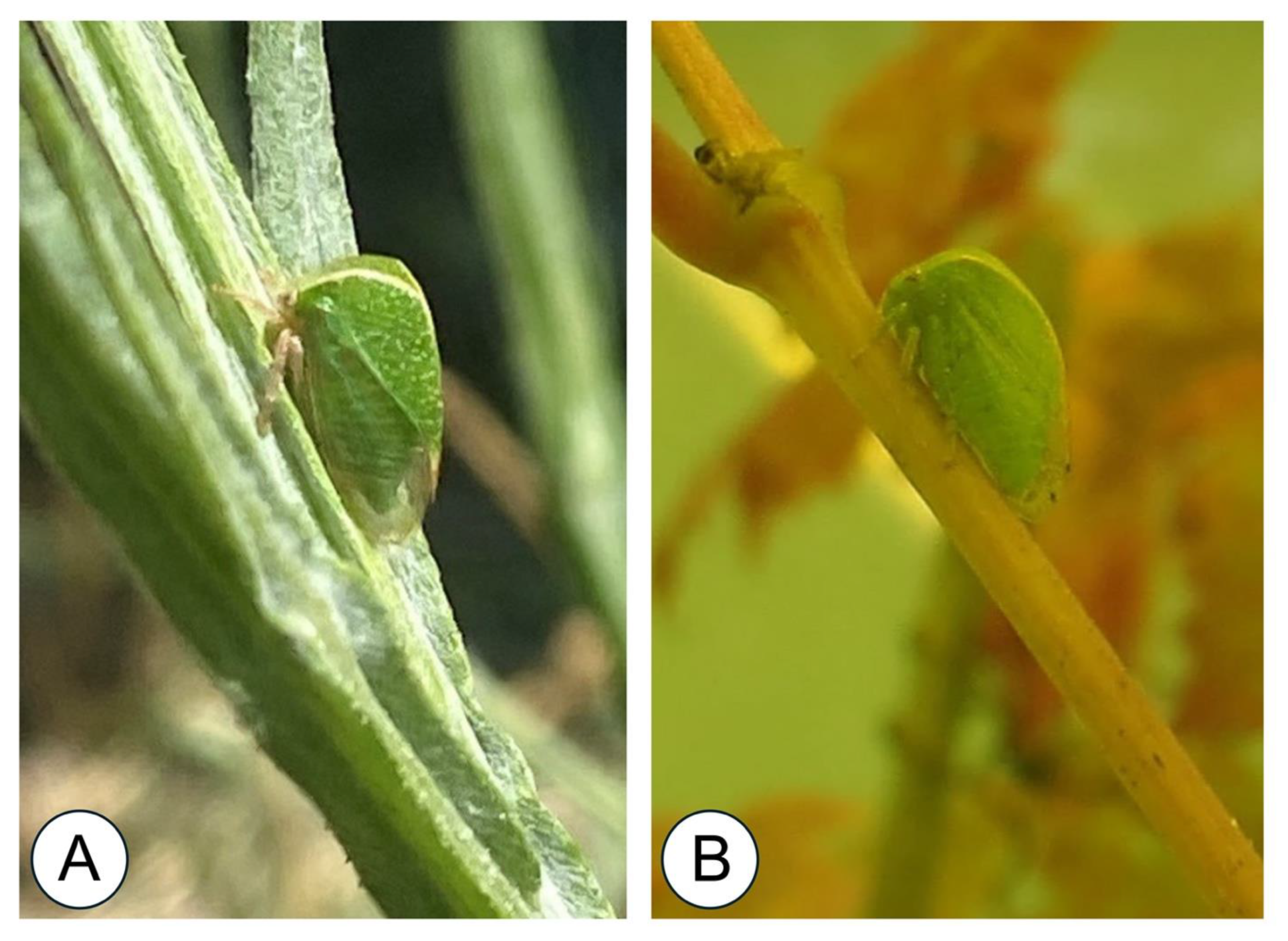 Insects 15 00664 g001 Insects 15 00664 g001