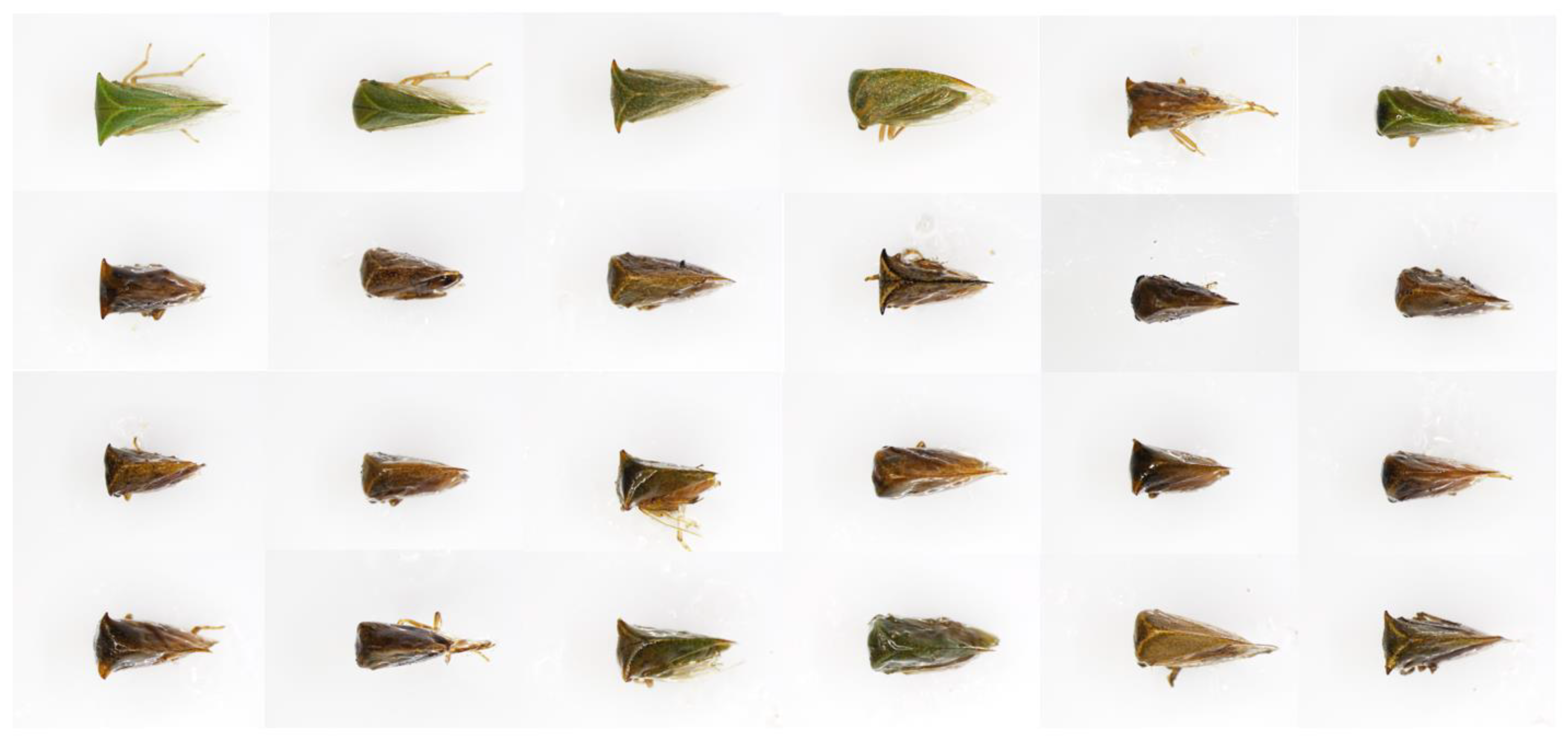 Insects 15 00664 g005 Insects 15 00664 g005