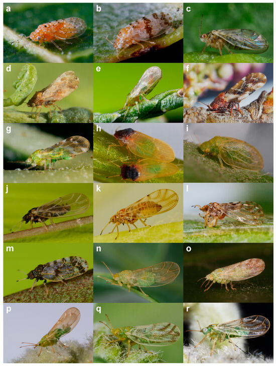 Insects 15 00683 g001