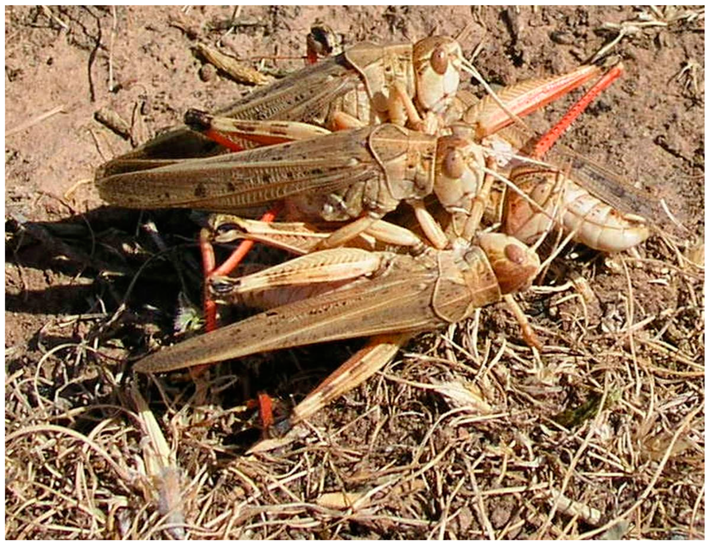 Insects 15 00684 g003 Insects 15 00684 g003