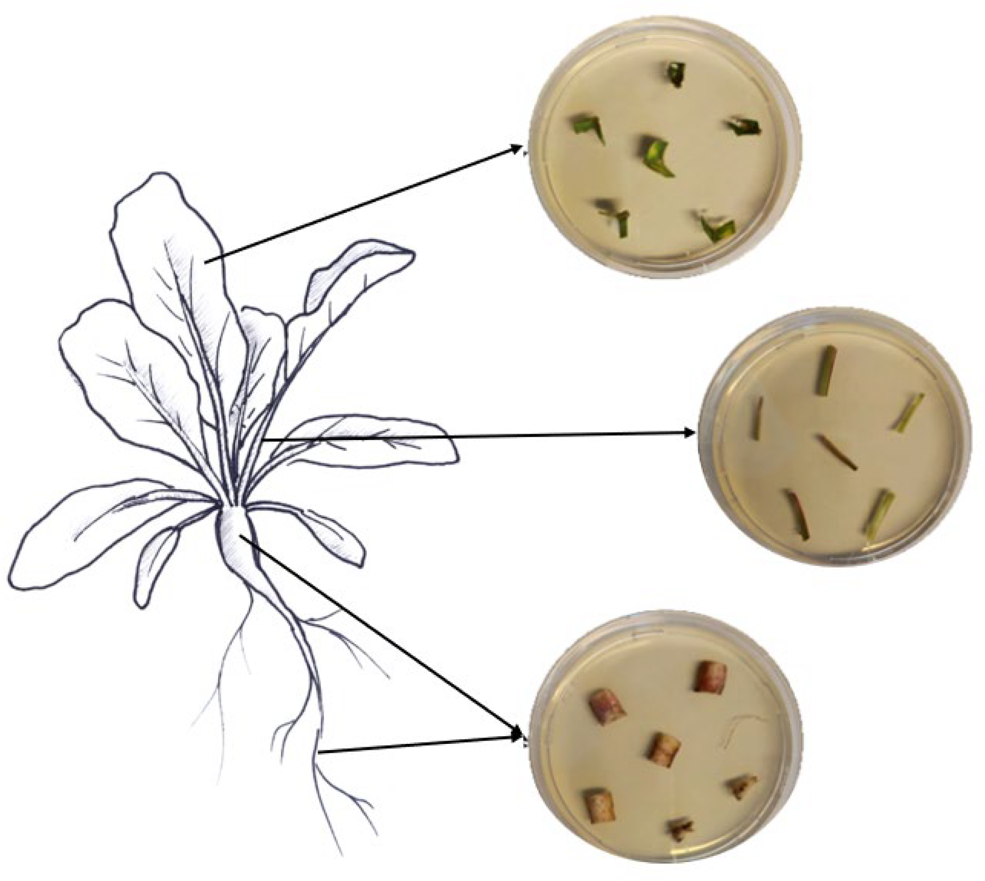 Insects 15 00697 g001