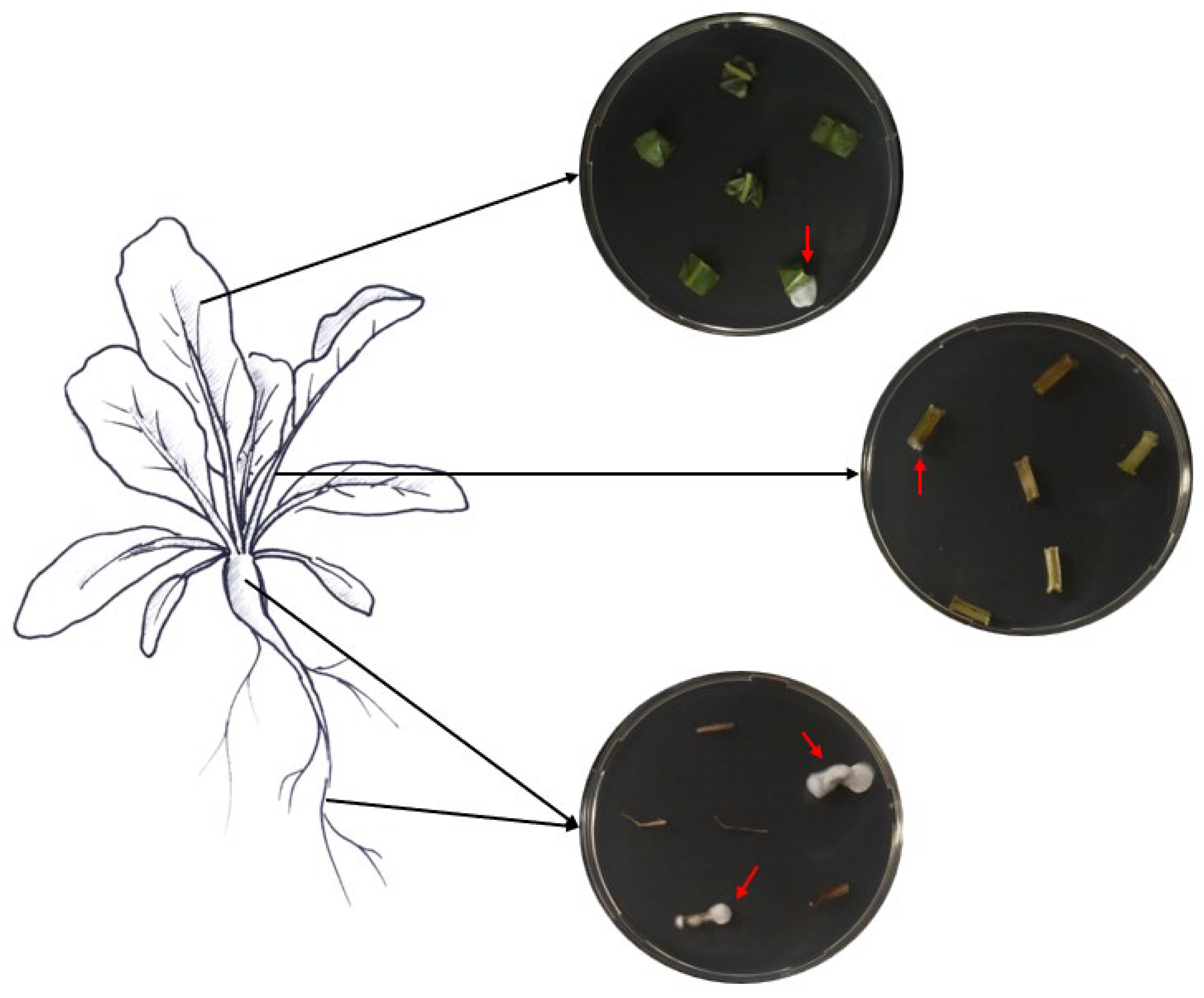 Insects 15 00697 g005