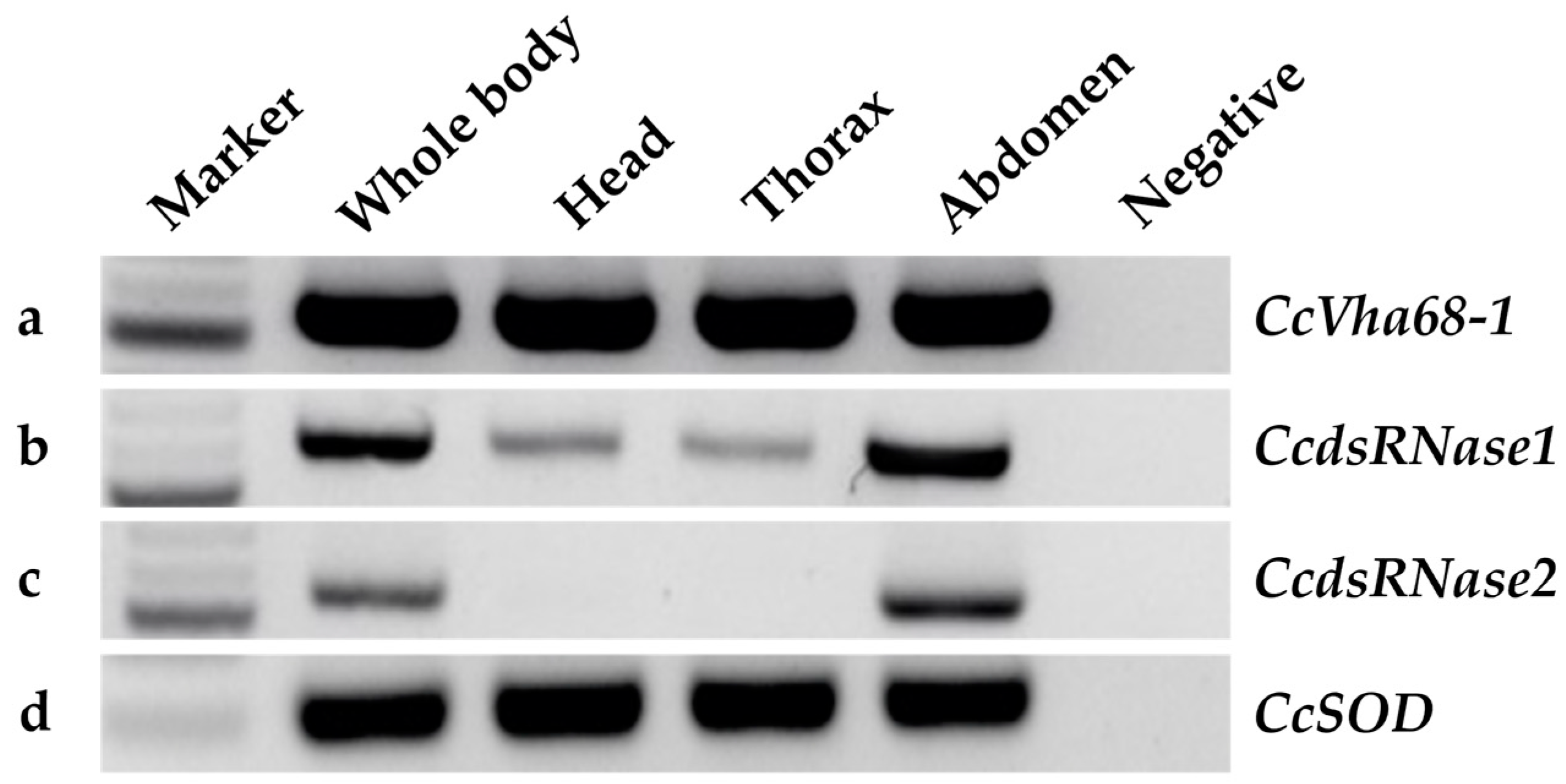 Insects 15 00717 g003