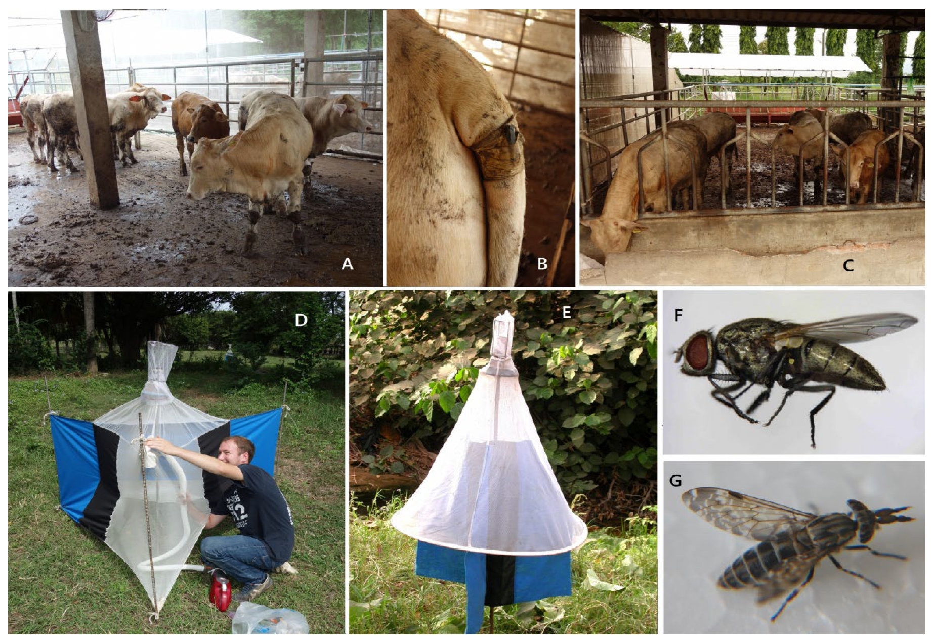 Insects 15 00735 g002