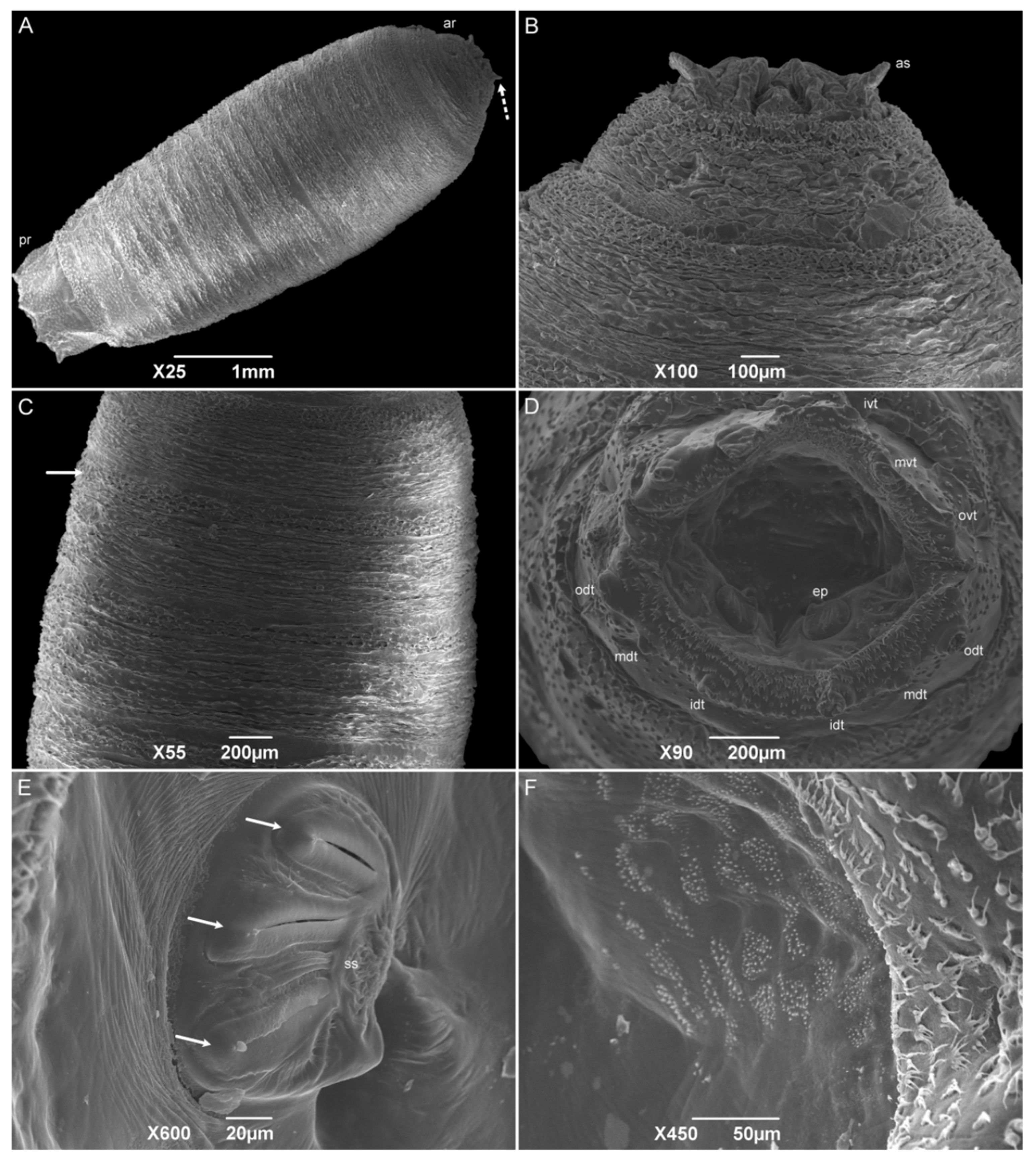 Insects 15 00753 g009