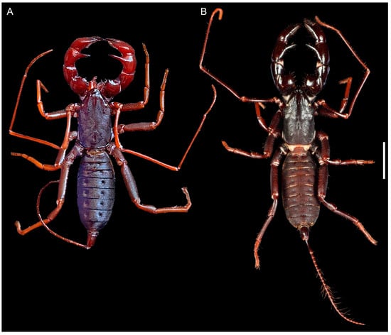 Insects 15 00761 g003