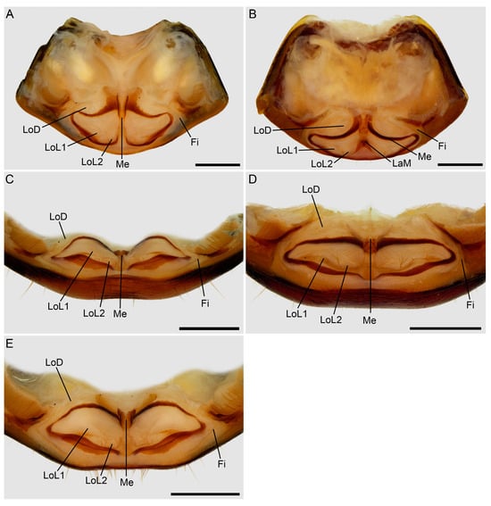 Insects 15 00761 g011