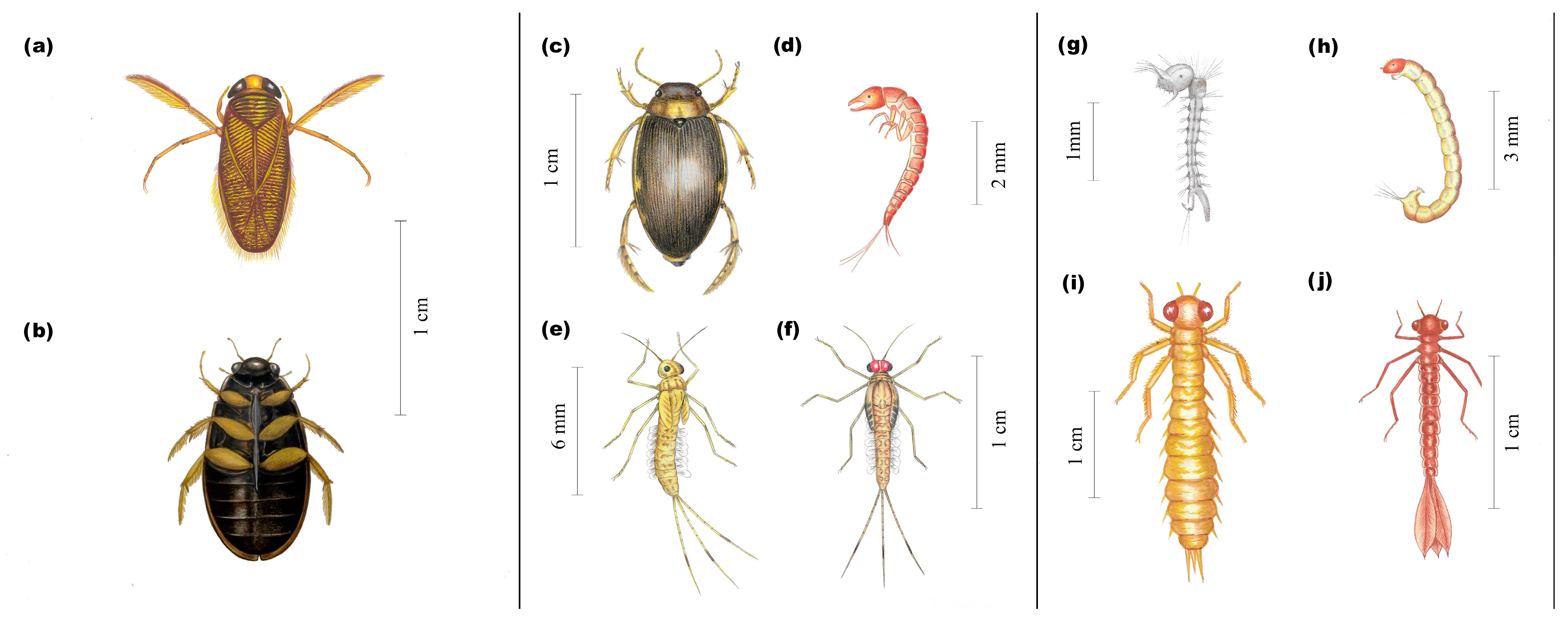 Insects 15 00831 g004