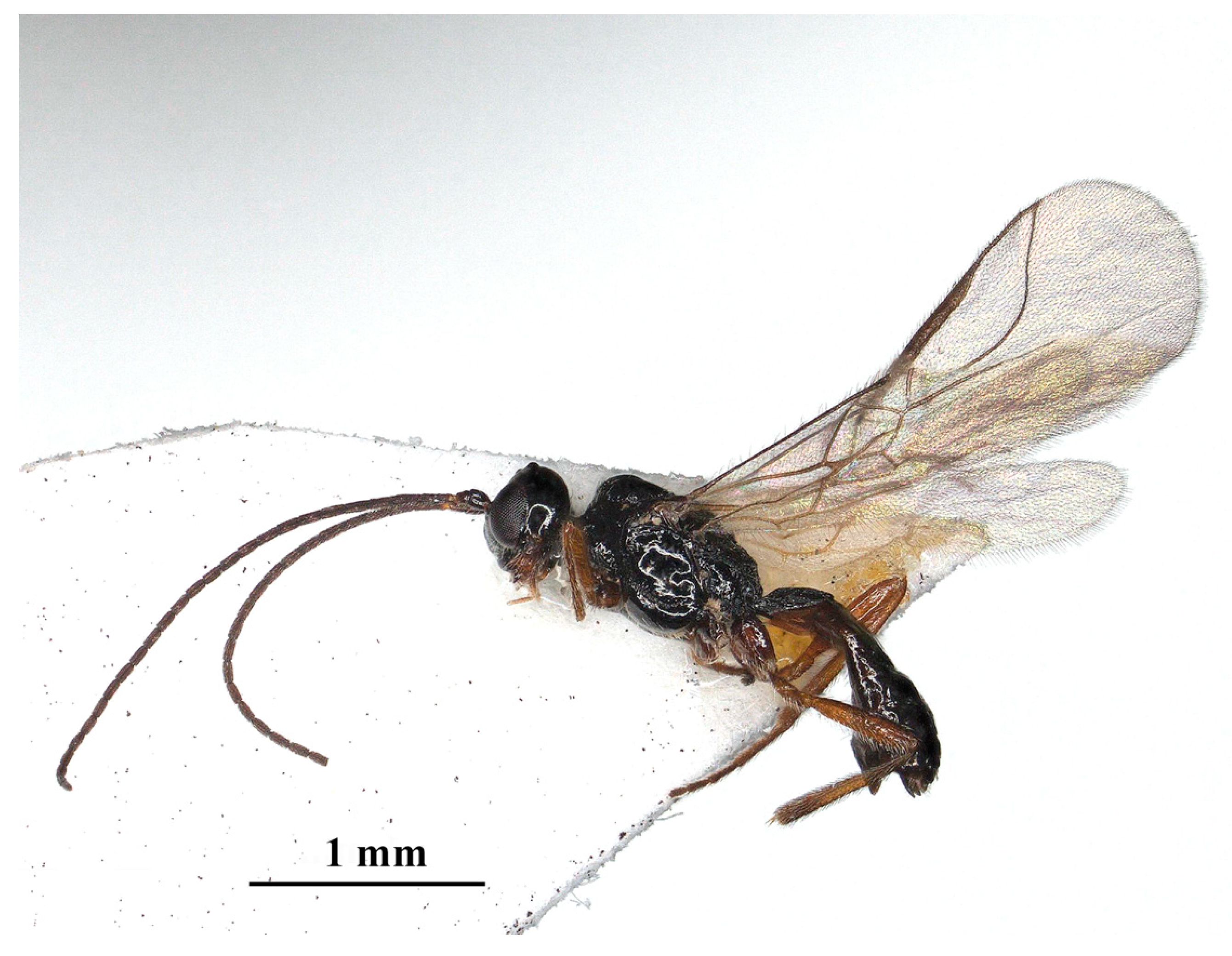 Insects 15 00835 g002 Insects 15 00835 g002