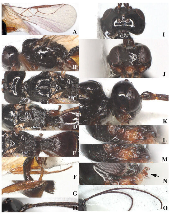 Insects 15 00835 g003