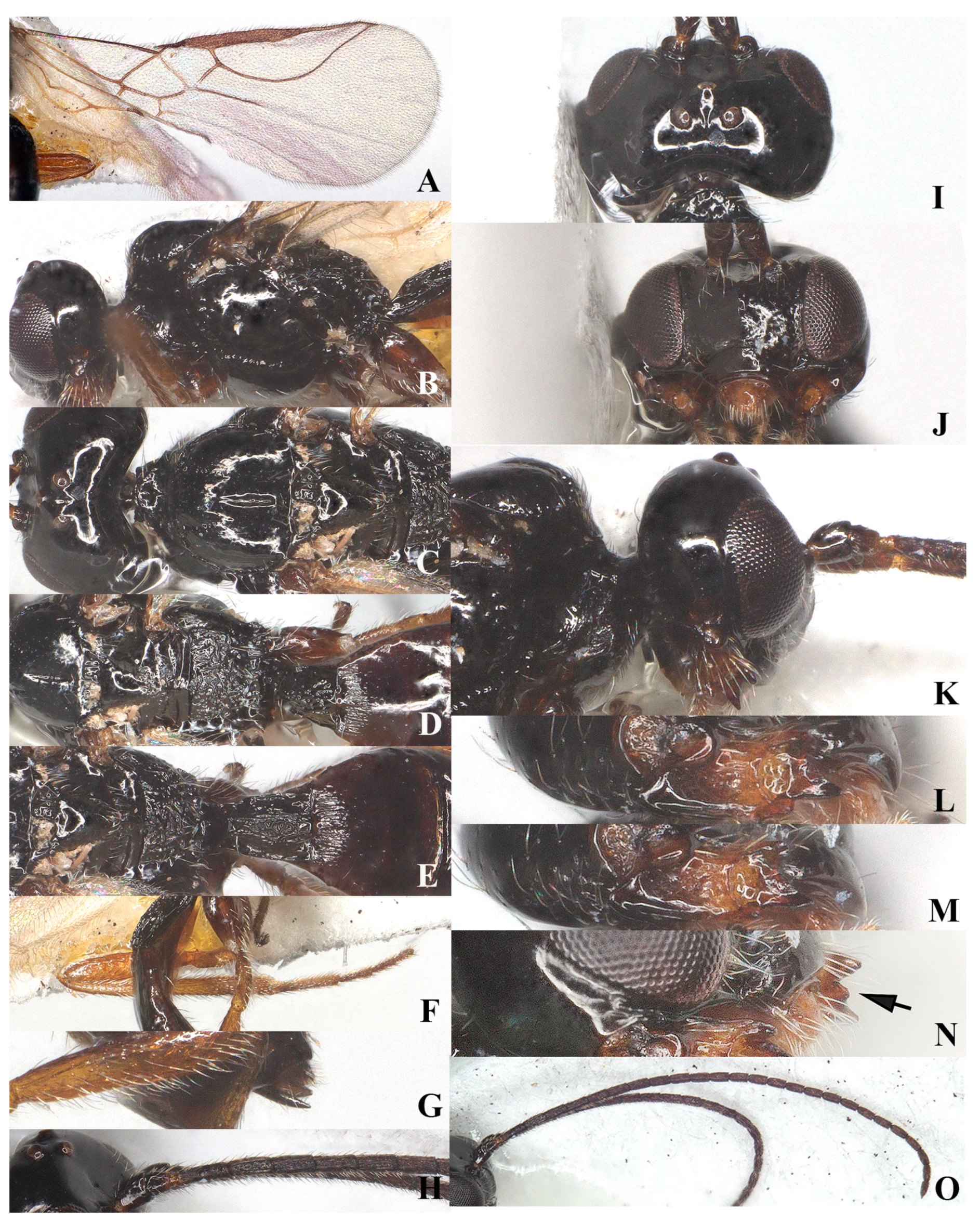 Insects 15 00835 g003 Insects 15 00835 g003