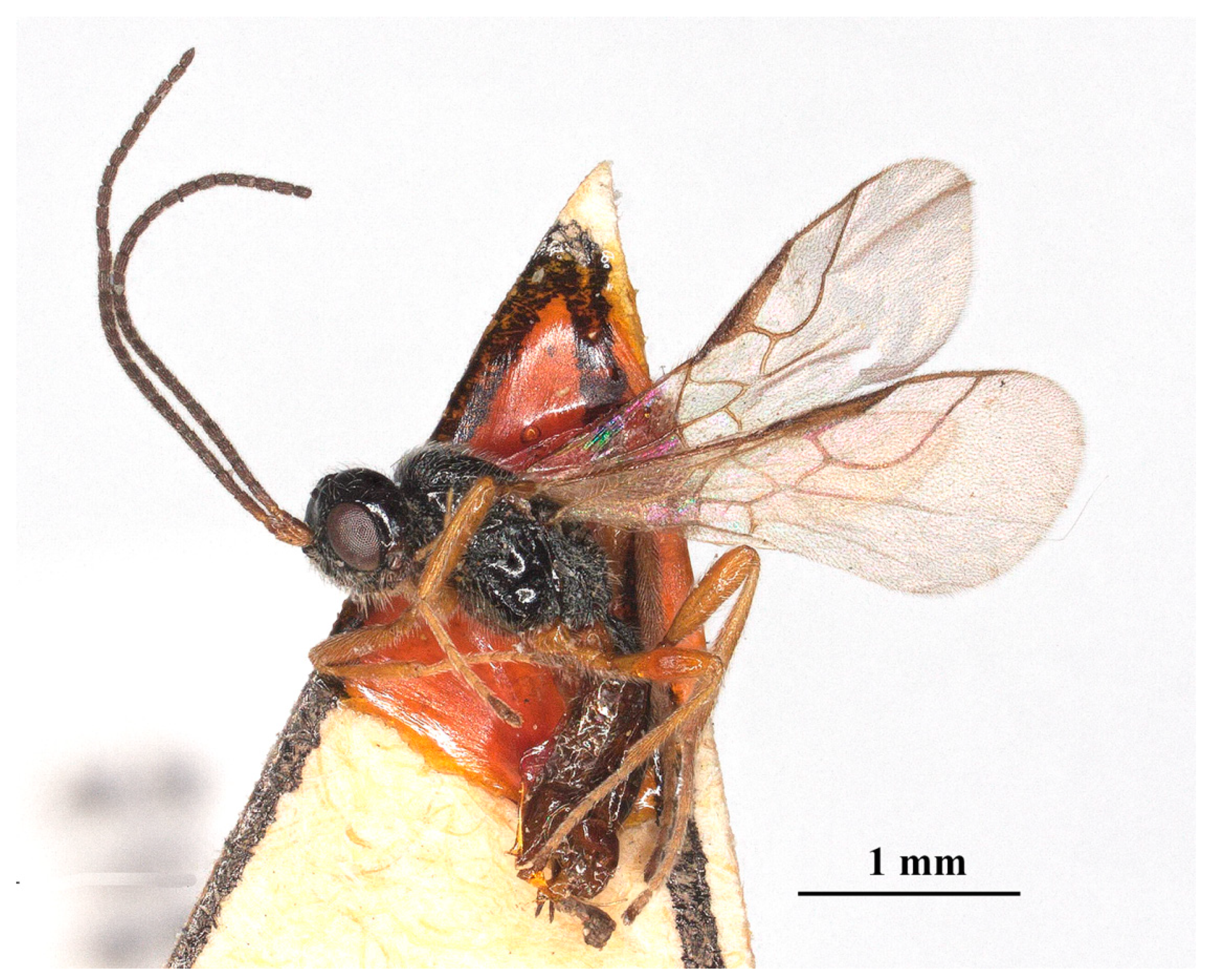 Insects 15 00835 g004 Insects 15 00835 g004