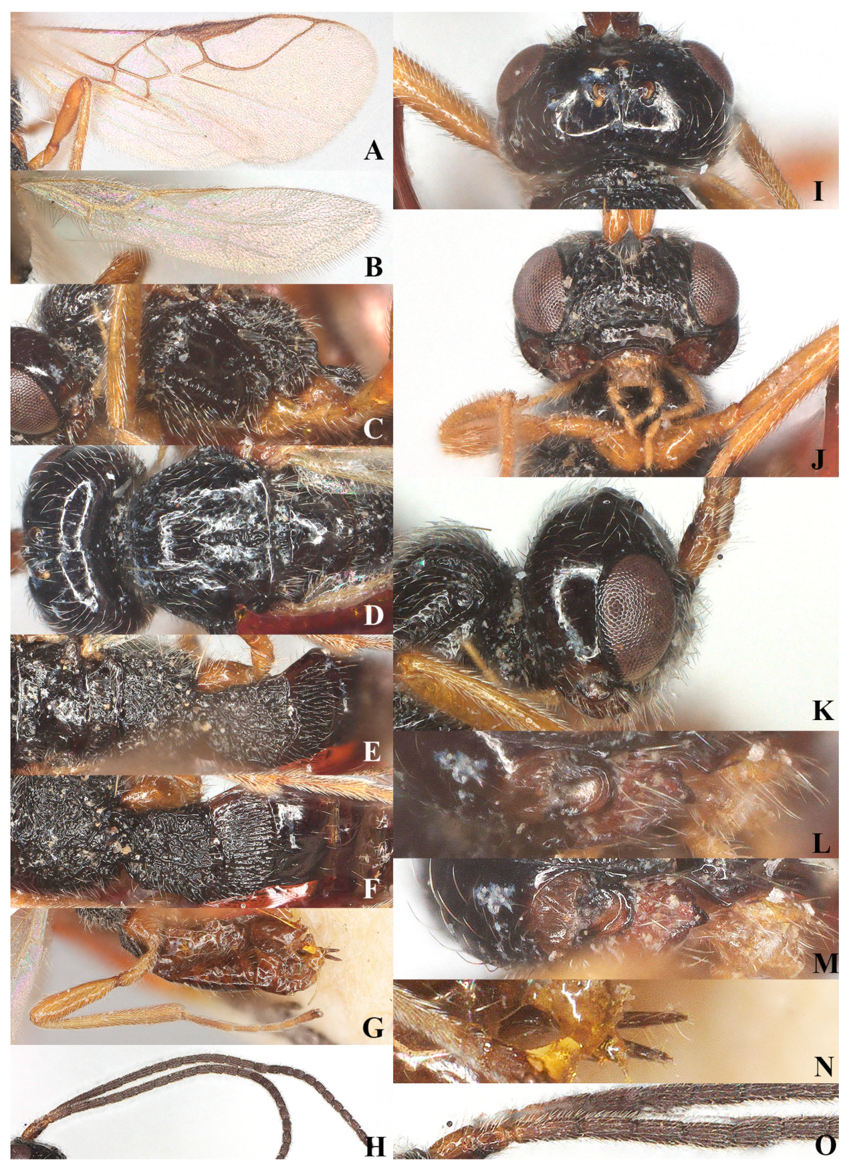 Insects 15 00835 g005 Insects 15 00835 g005