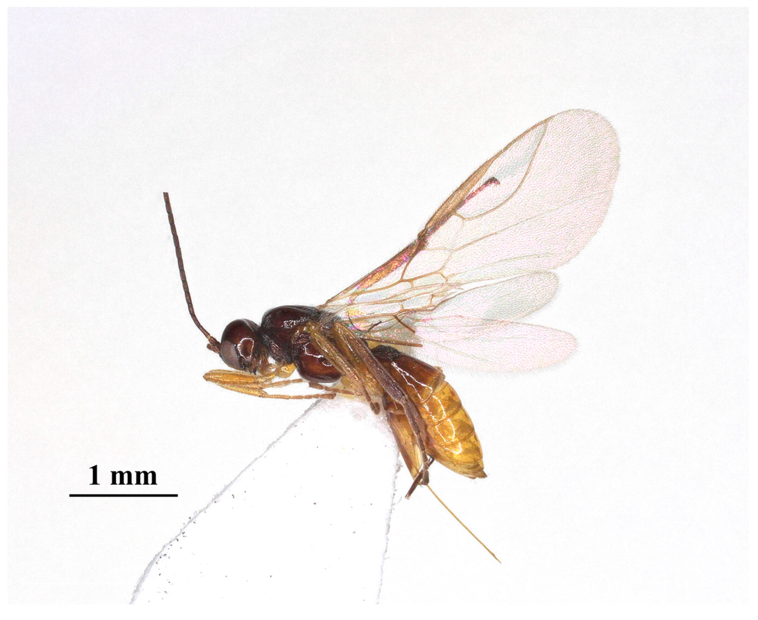 Insects 15 00835 g006 Insects 15 00835 g006