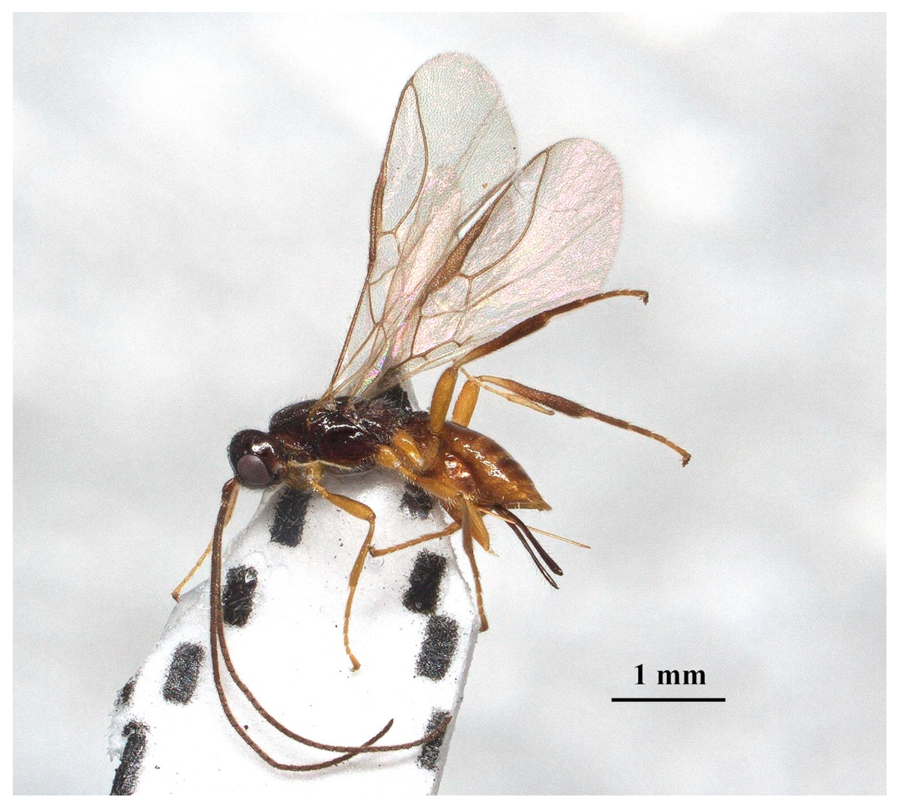 Insects 15 00835 g008 Insects 15 00835 g008