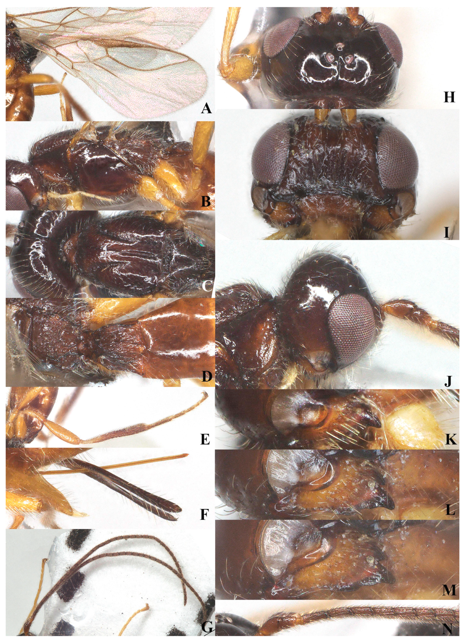 Insects 15 00835 g009 Insects 15 00835 g009