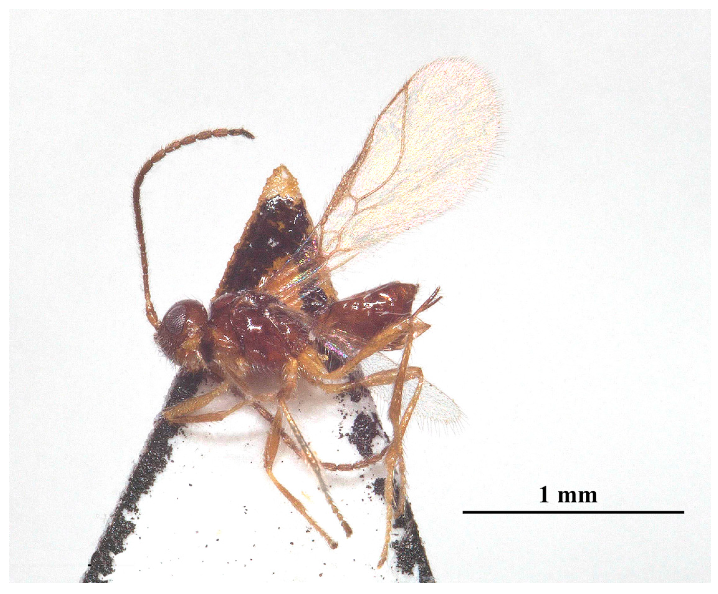 Insects 15 00835 g010 Insects 15 00835 g010