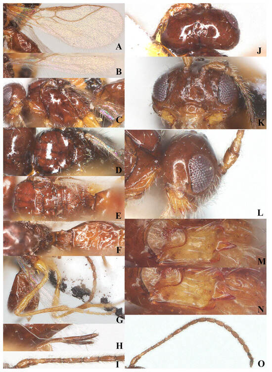 Insects 15 00835 g011